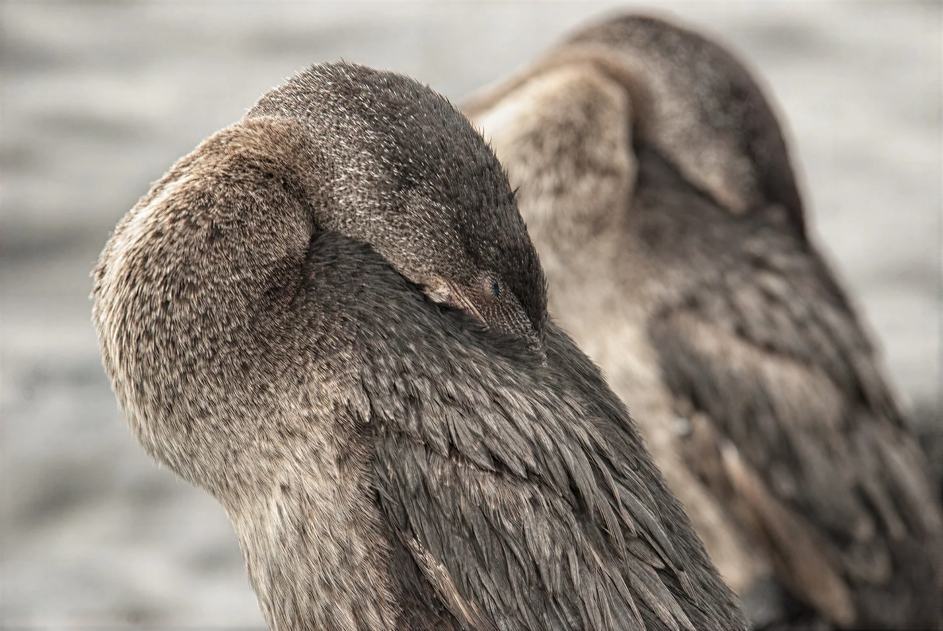 Resting Cormorants