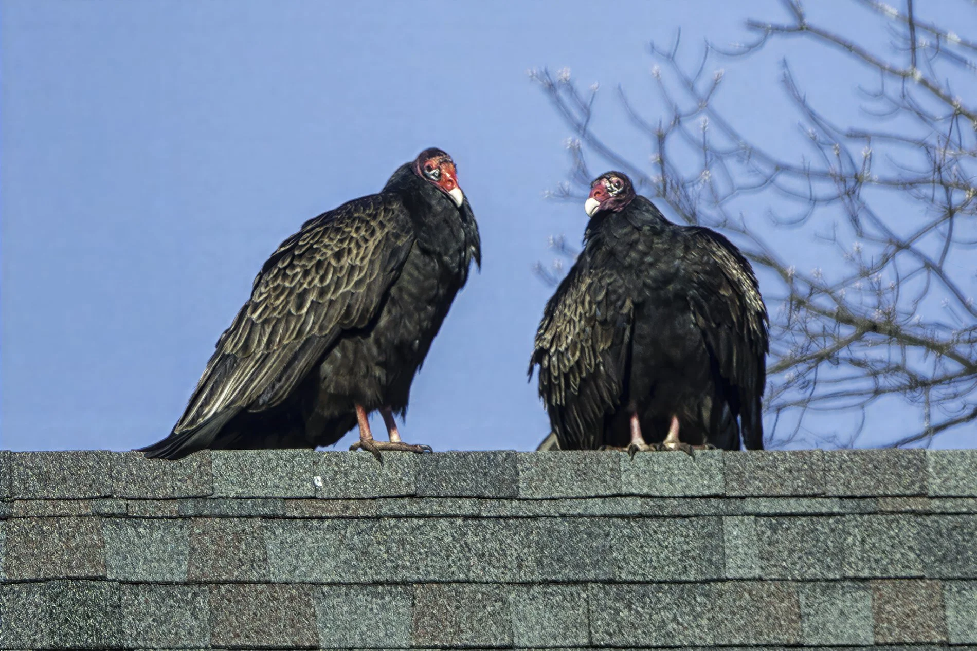 Turkey Vultures