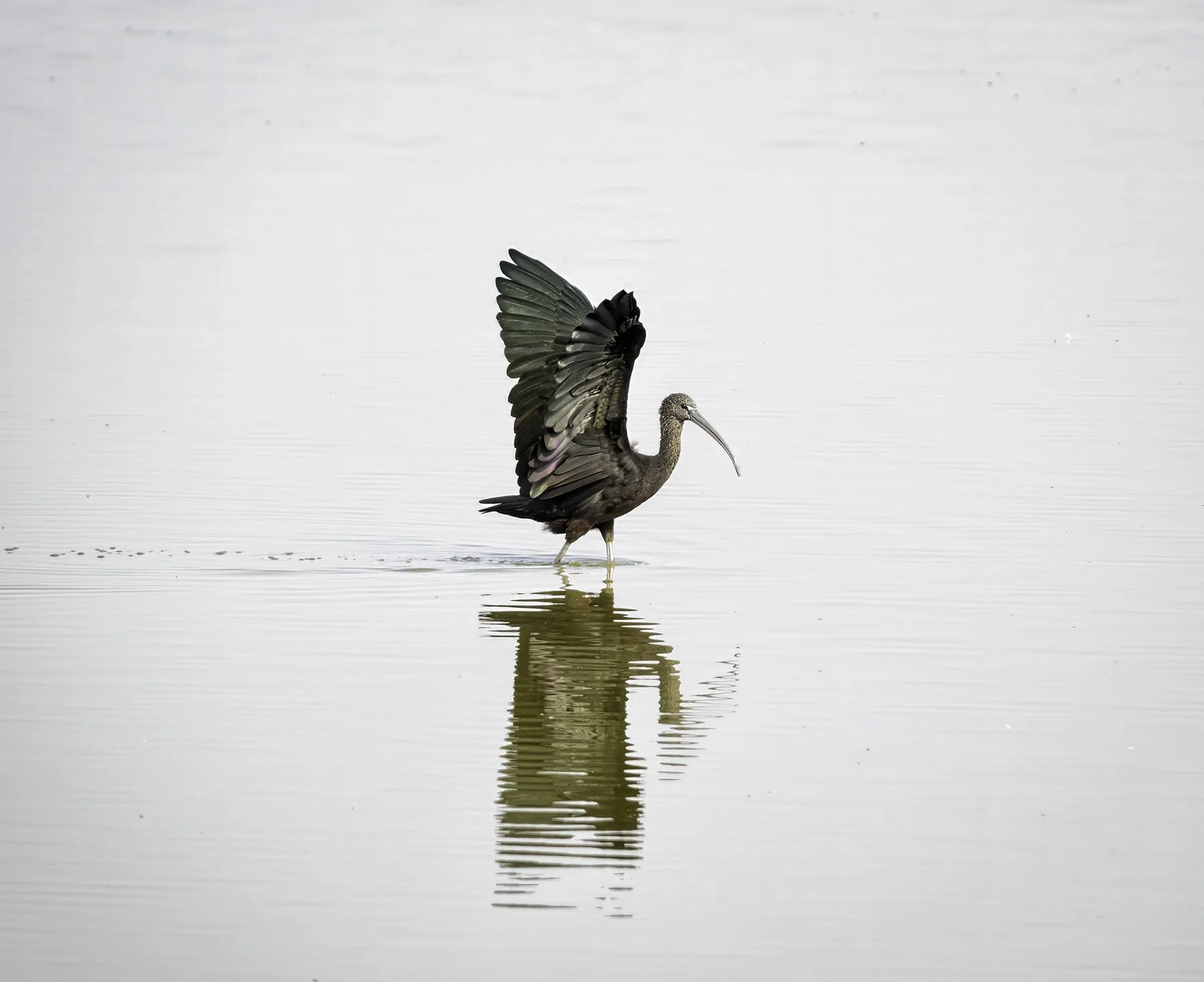 Glossy Ibis, Amboselli