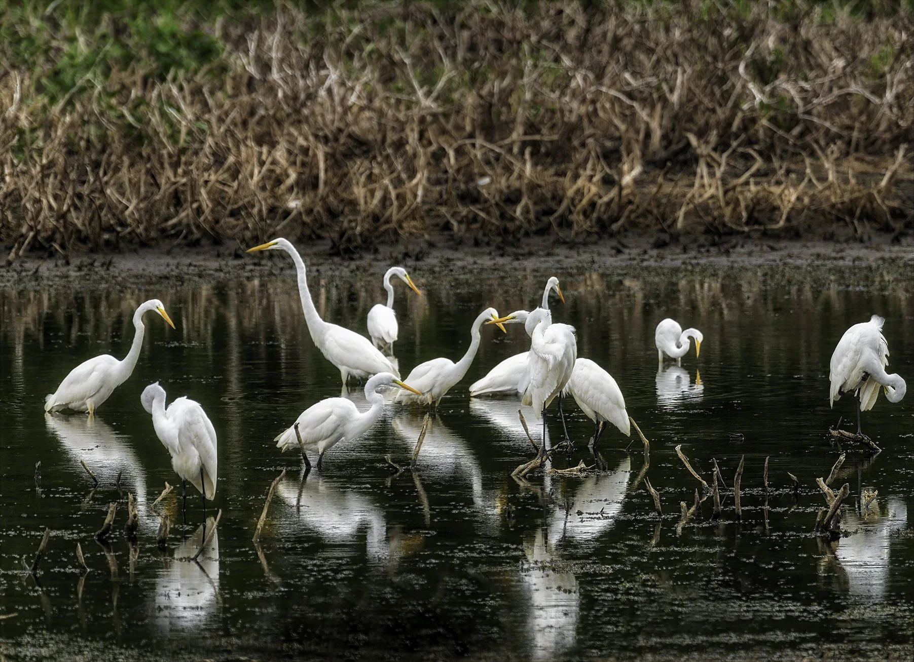 Egrets, Massachusetts