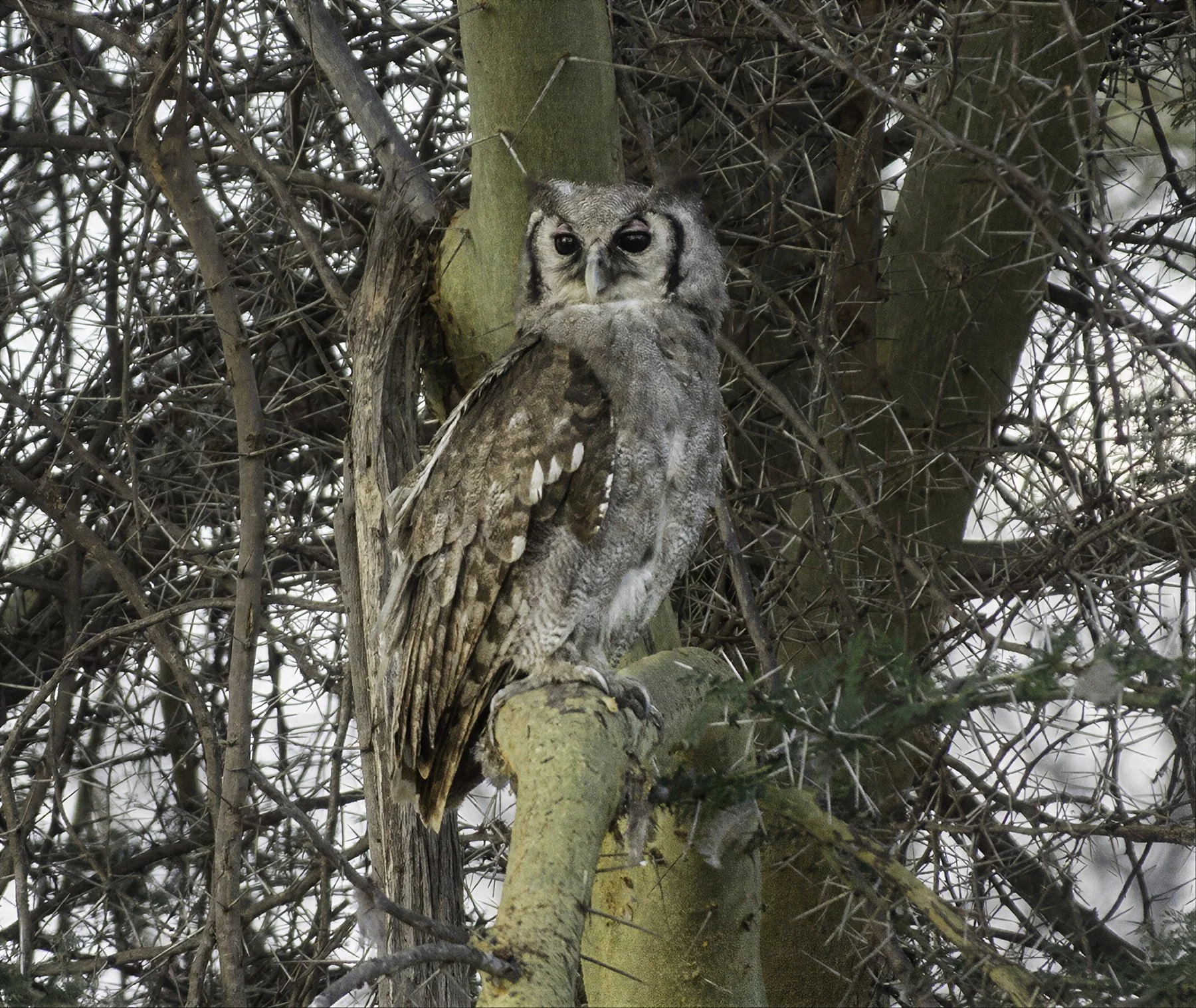 Veraux's Eagle Owl