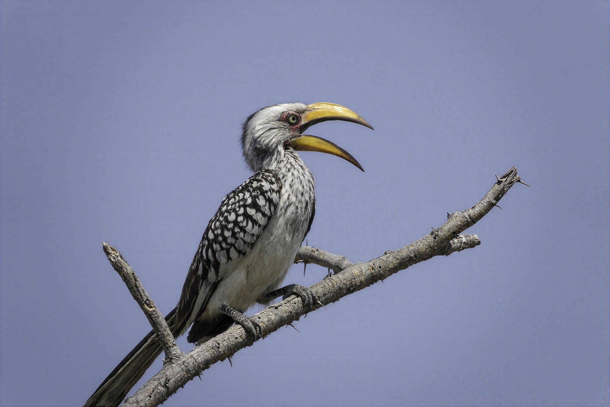 Yellow Billed Hornbill, Botswana
