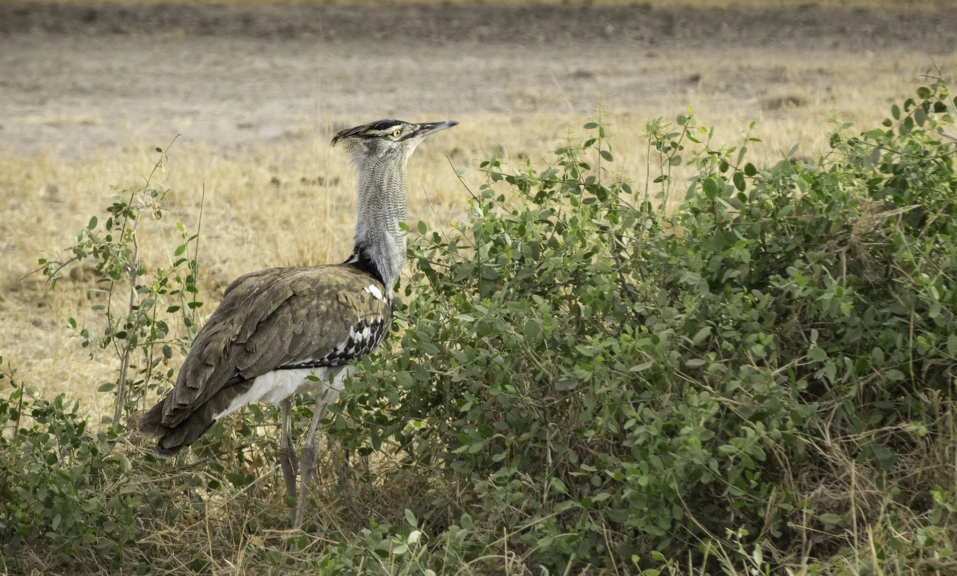 Kori Bustard, Kenya