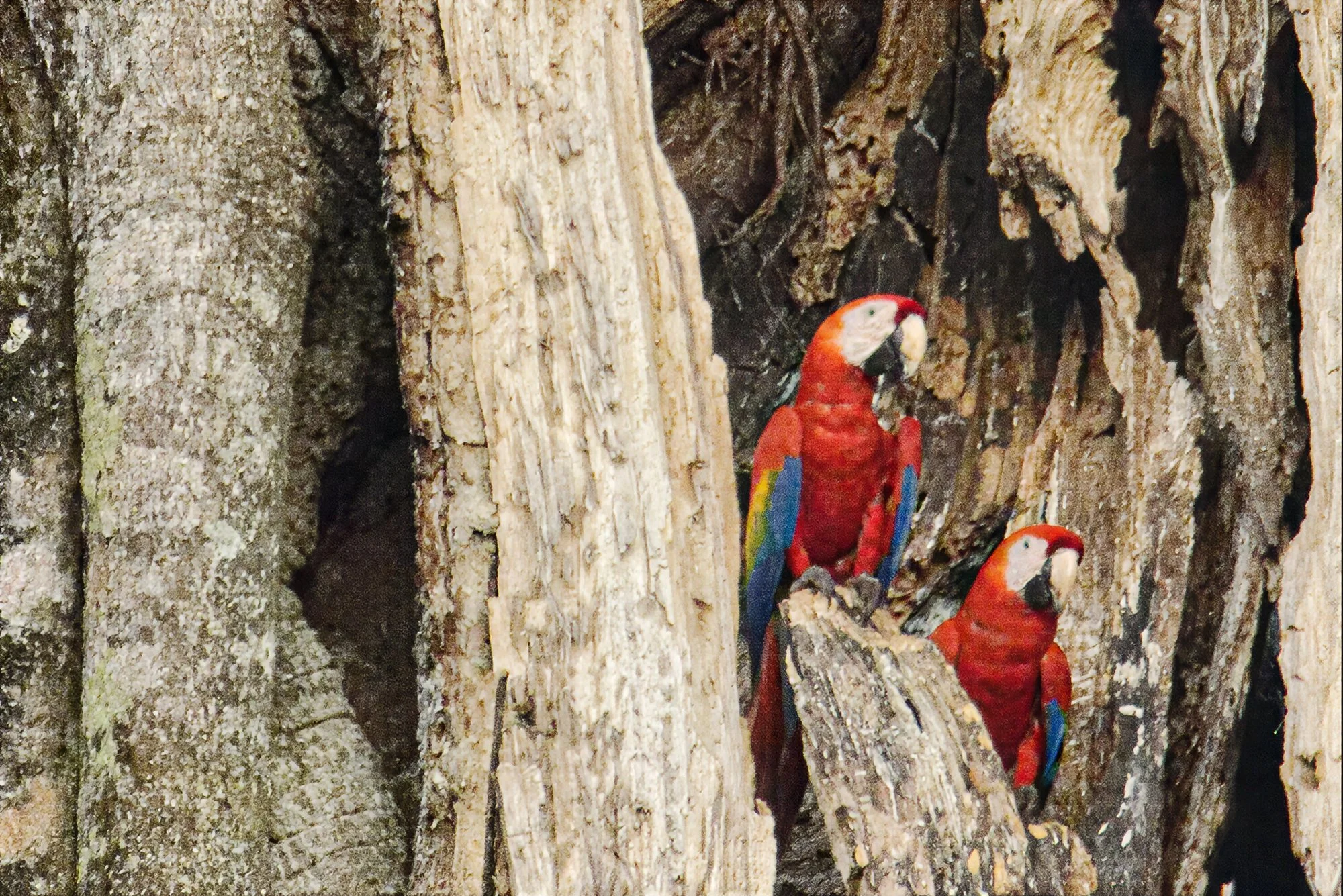Scarlet Macaw Pair, Costa Rica