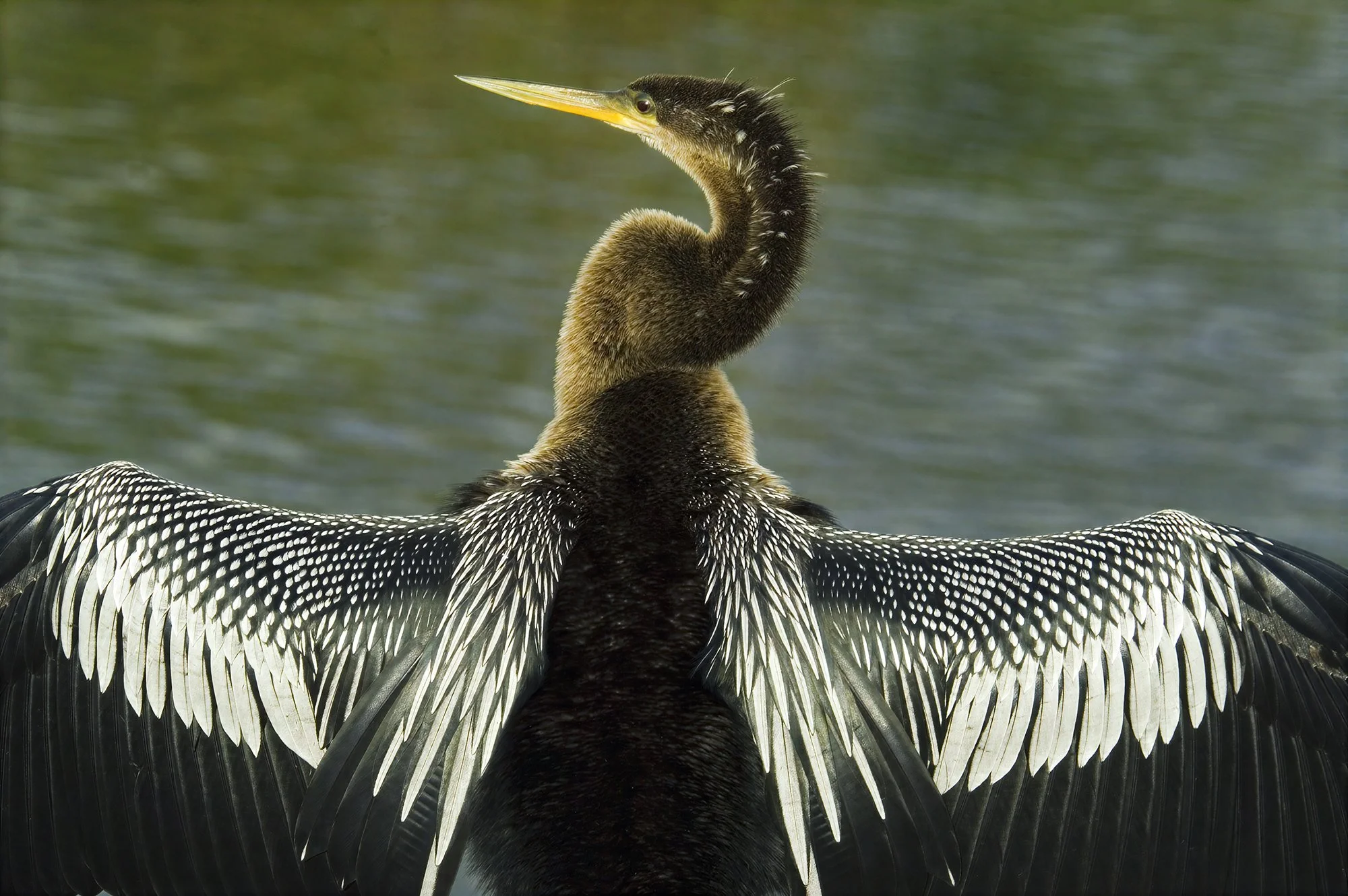 Anhinga, Florida