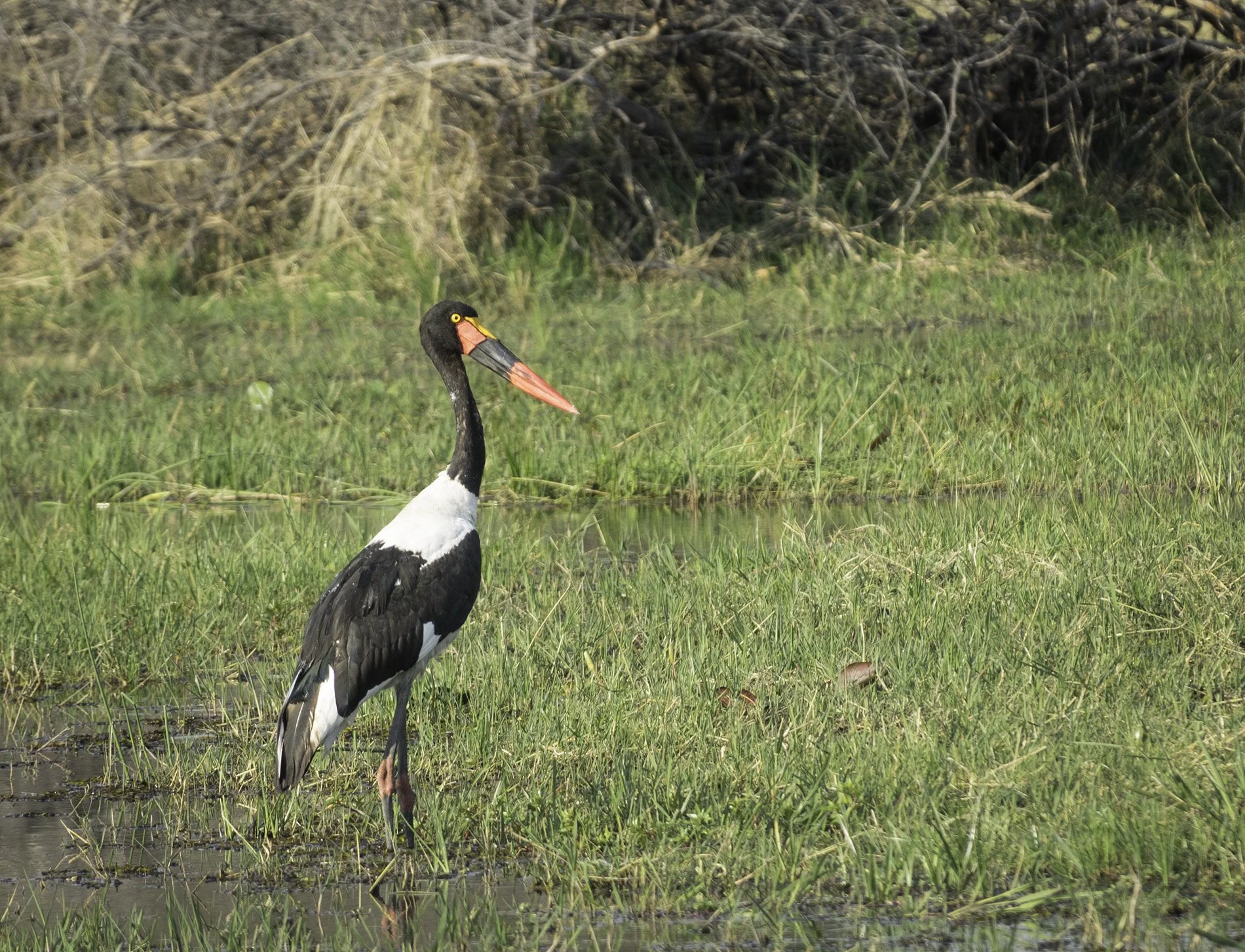 Sadle Billed Stork, Botswana