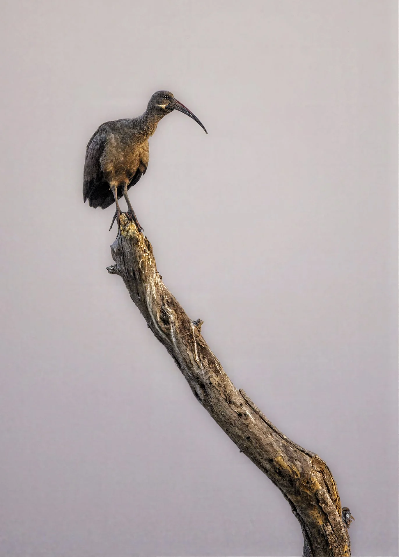 Glossy Ibis, Botswana