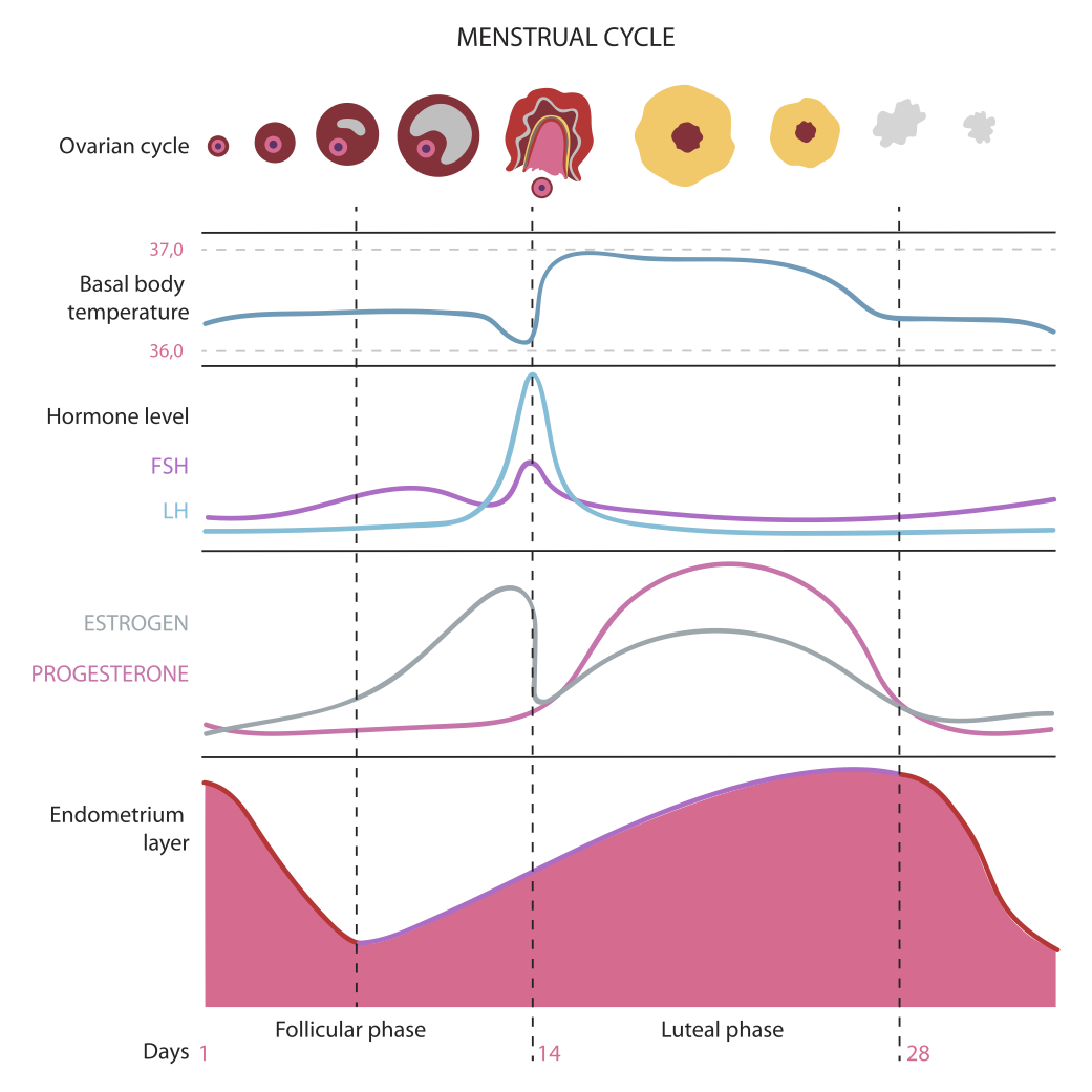 Optimizing Fertility Part III: Analyzing your BBT chart in the luteal phase  - Raven and Wren Wellness