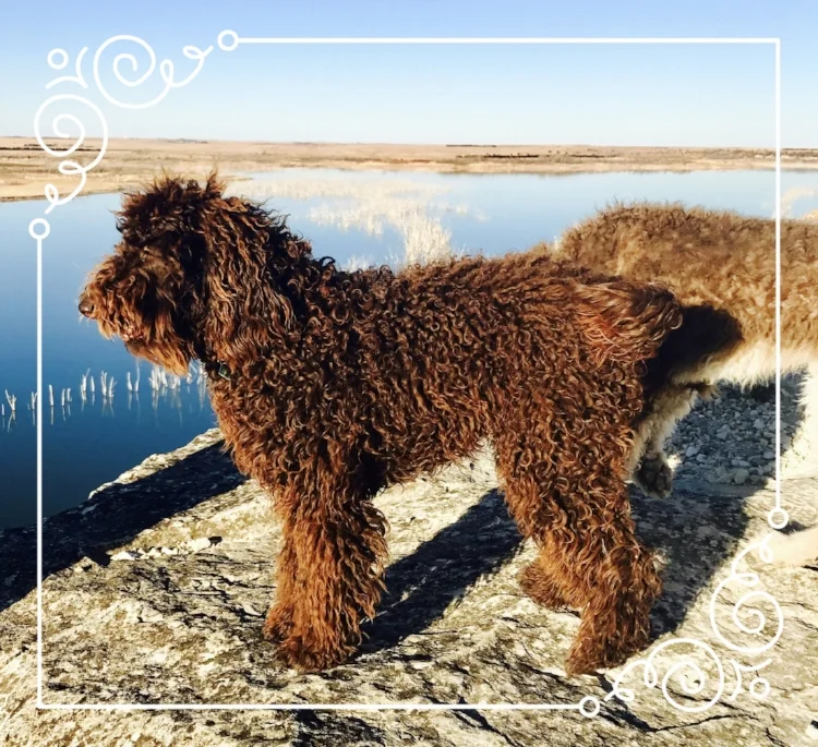 How Often Should I Brush My Goldendoodle