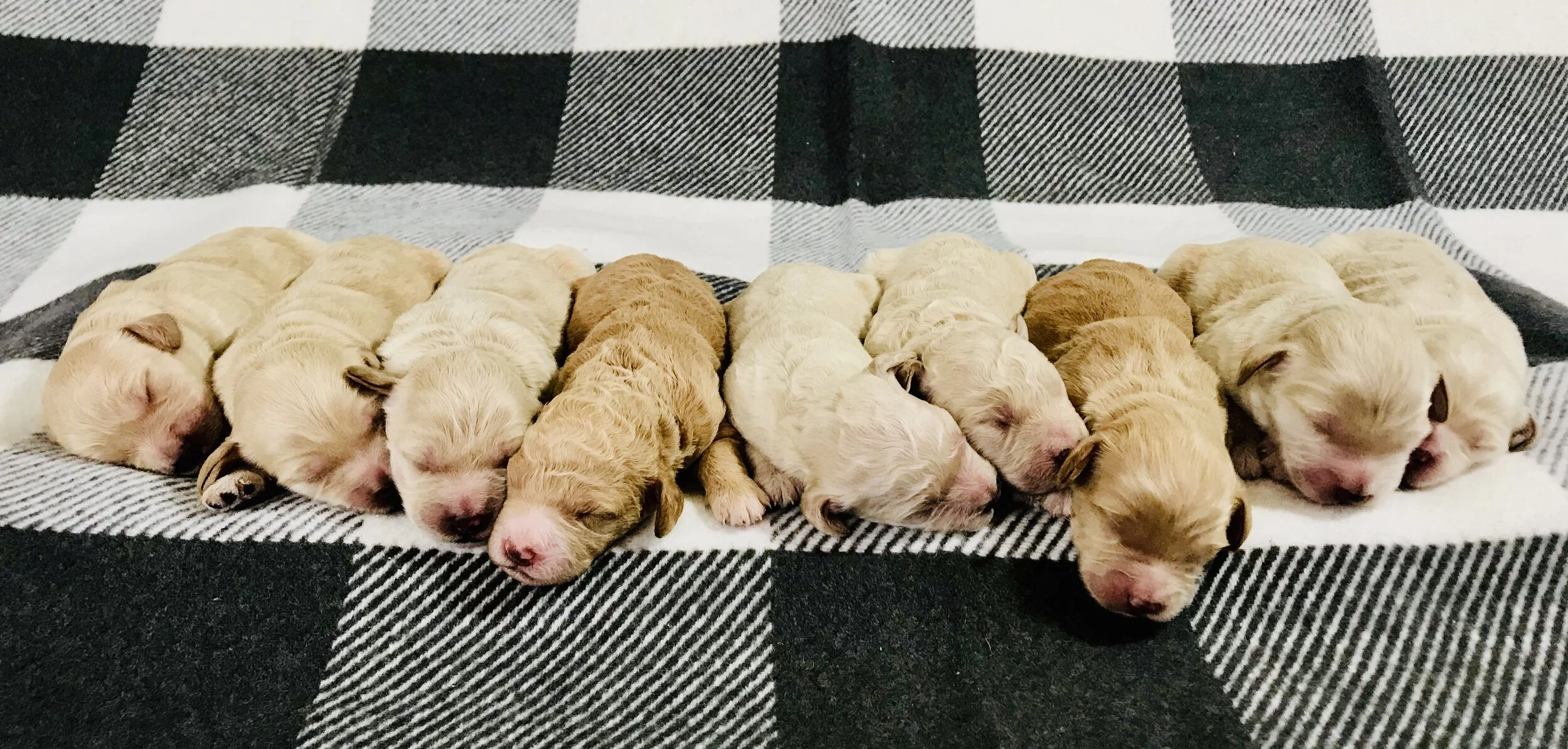 mini goldendoodle midwest