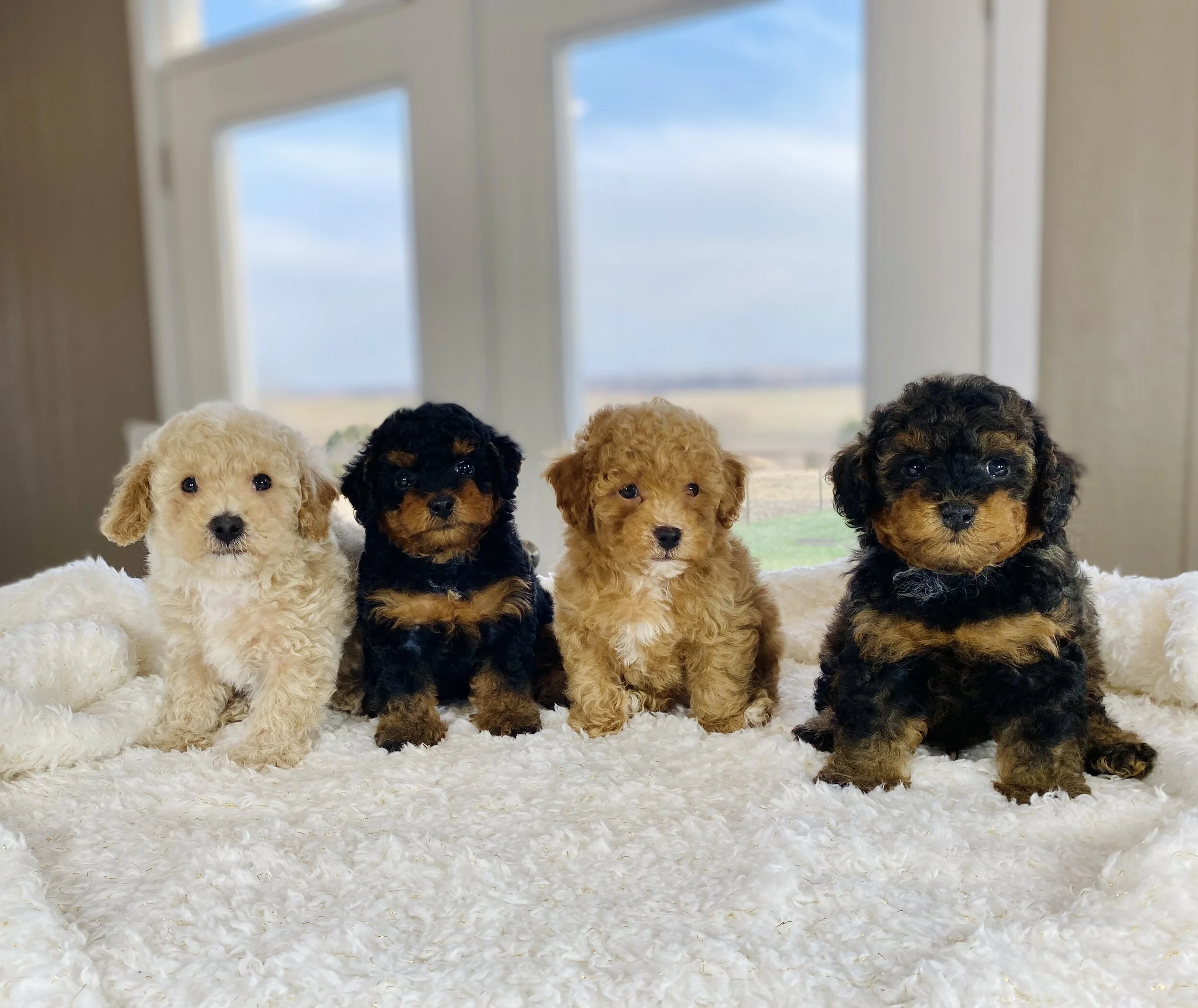 phantom toy poodle puppies
