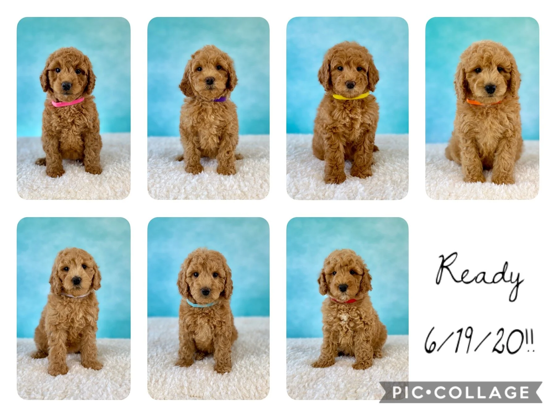 mini goldendoodle midwest