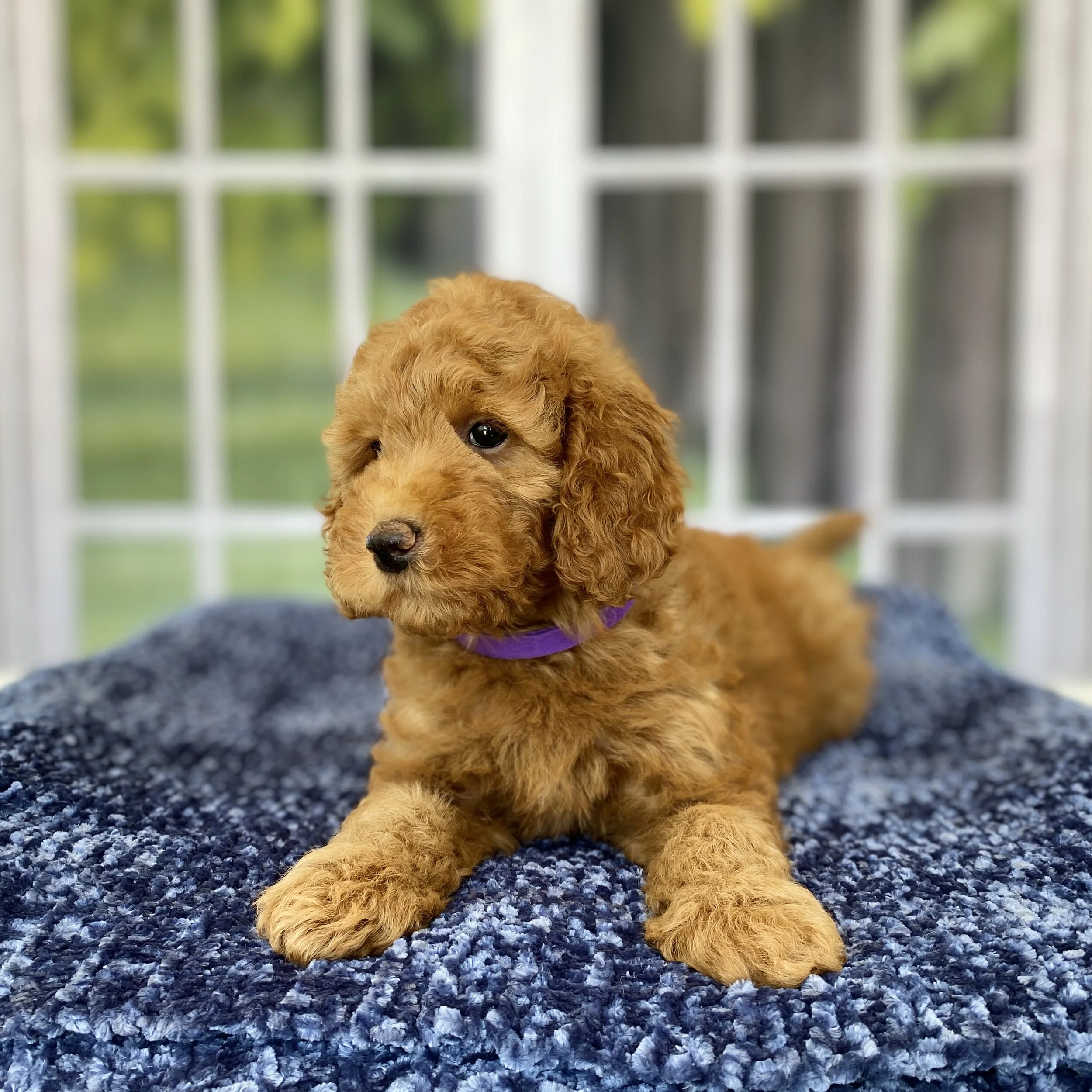 mini snickerdoodle dog