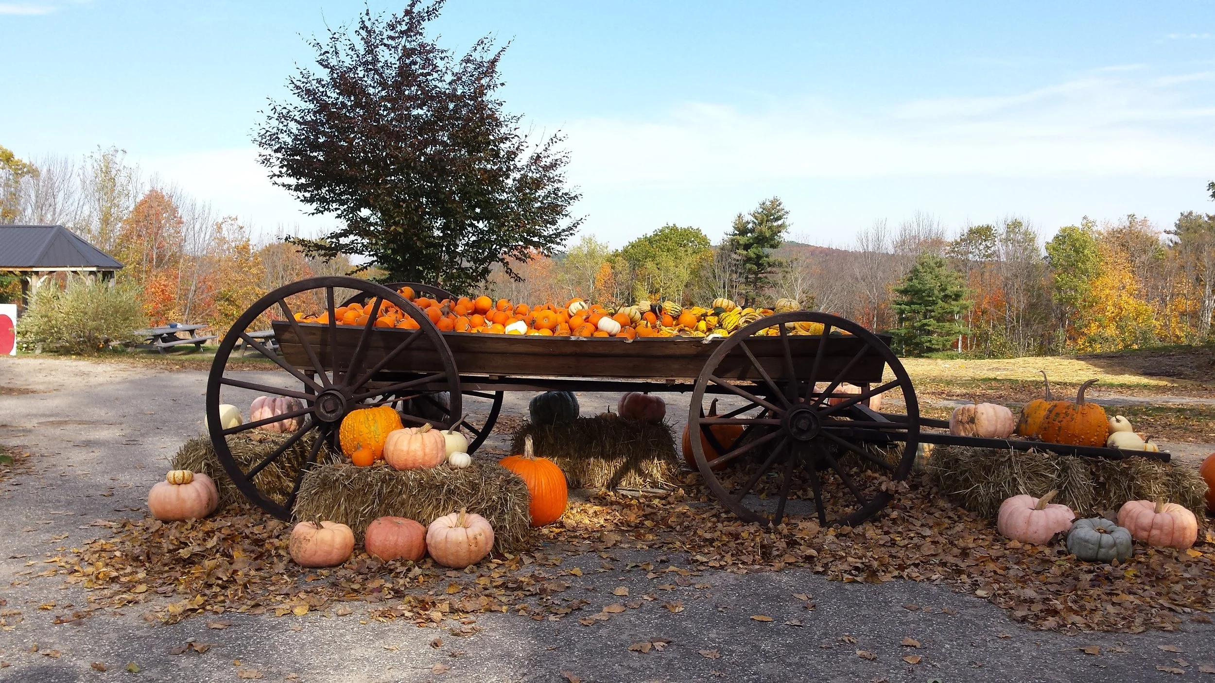 Dole's Orchard.jpg