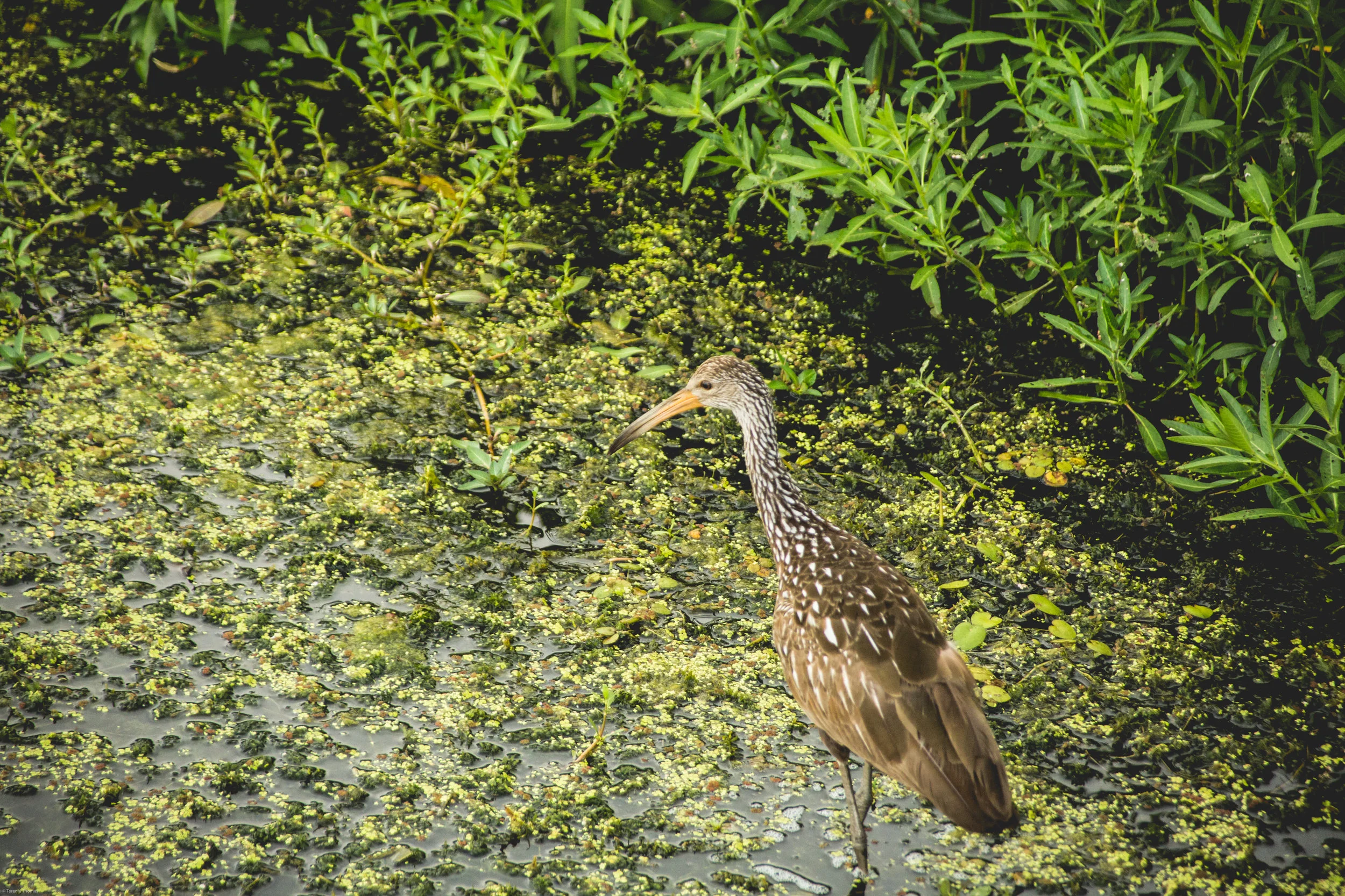 kissimmee, fl