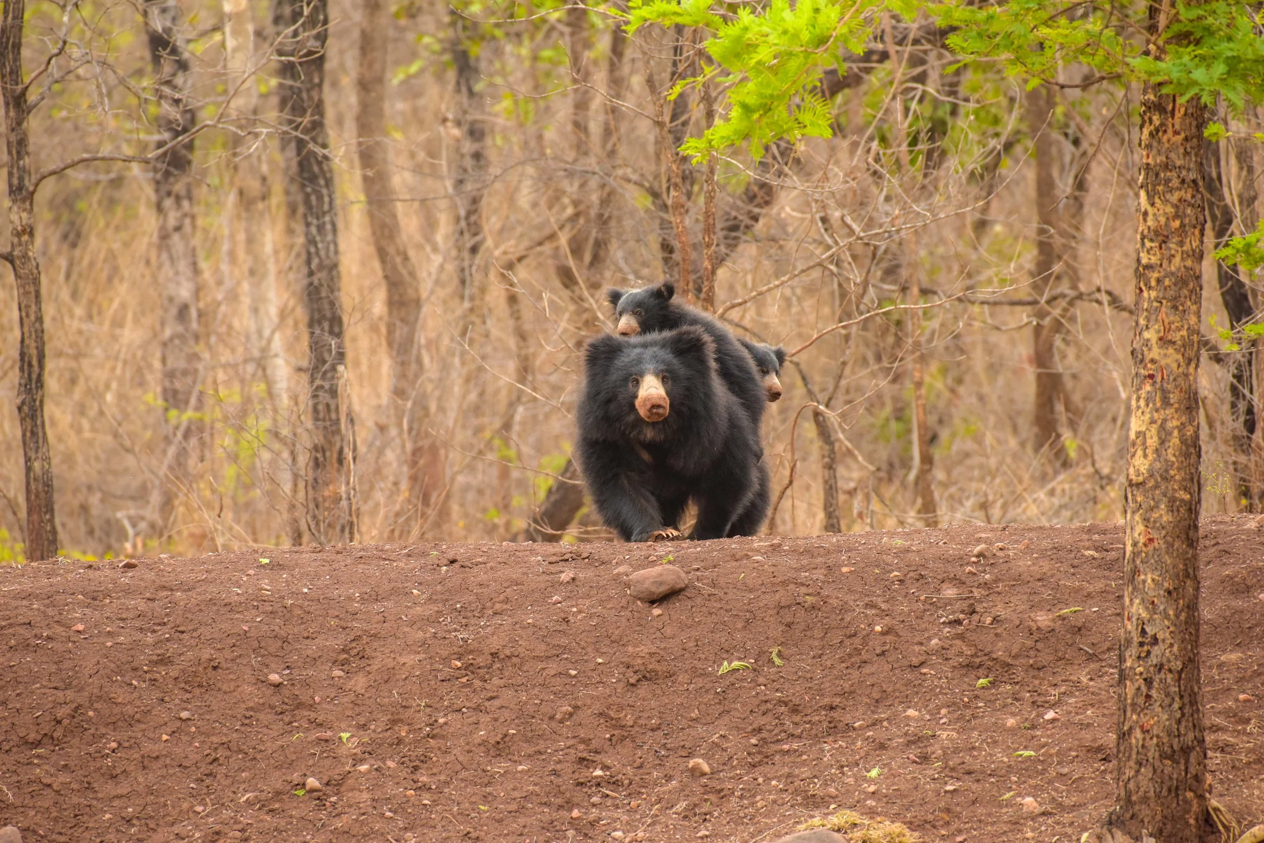 Bear with cubs_Edited.jpg
