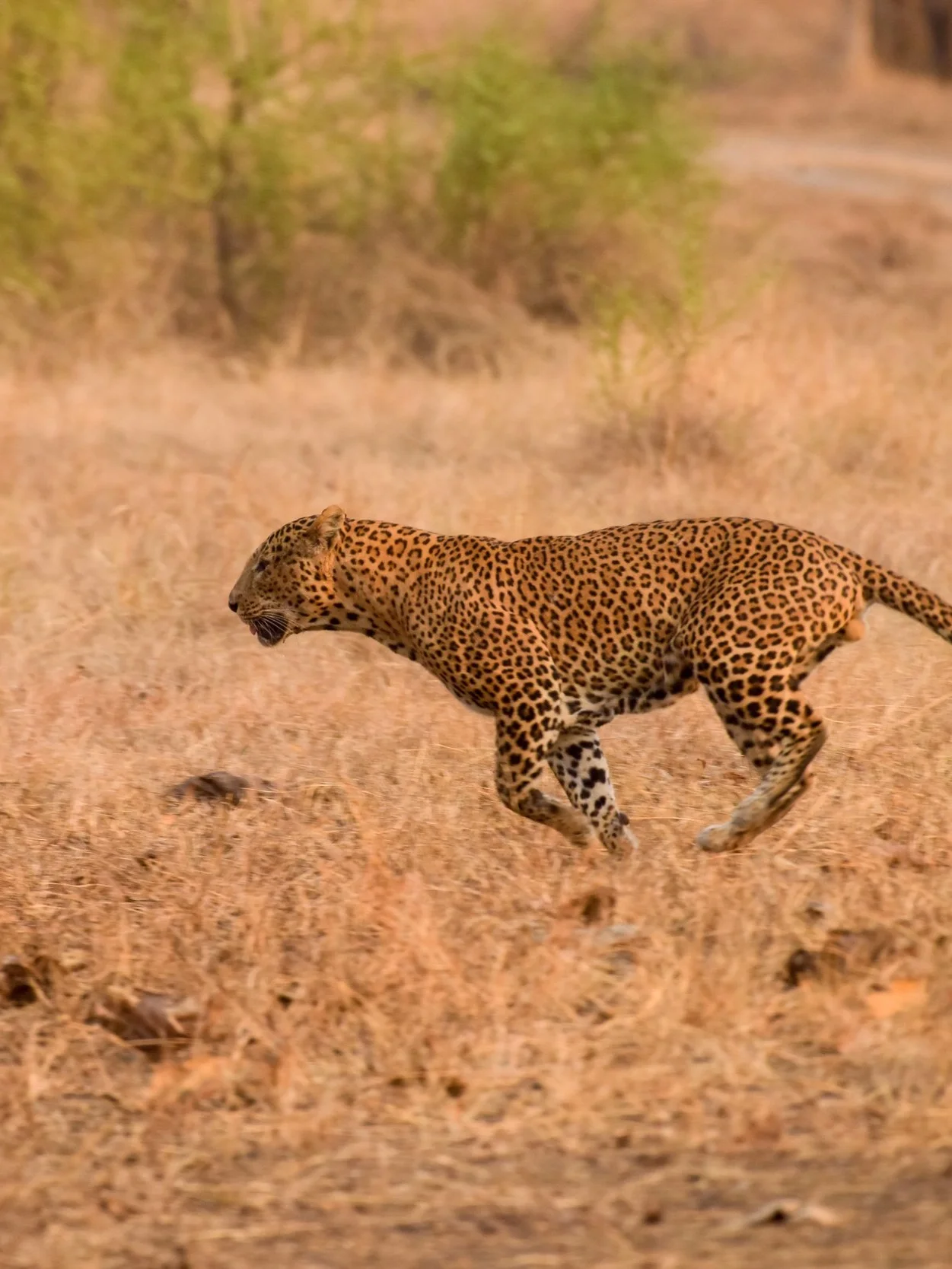 Leopard+Sprint.jpg