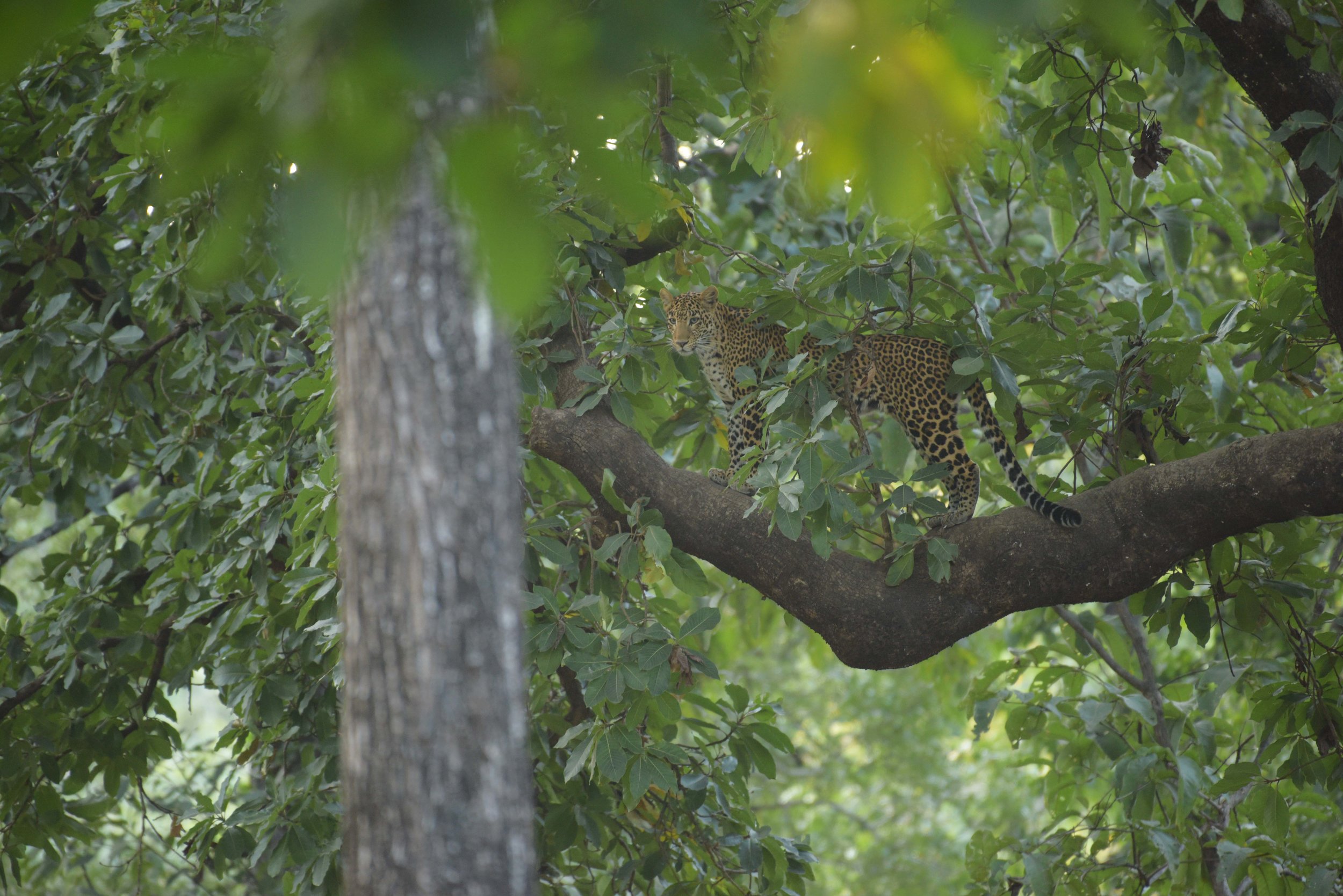 Leopard on tree.jpg