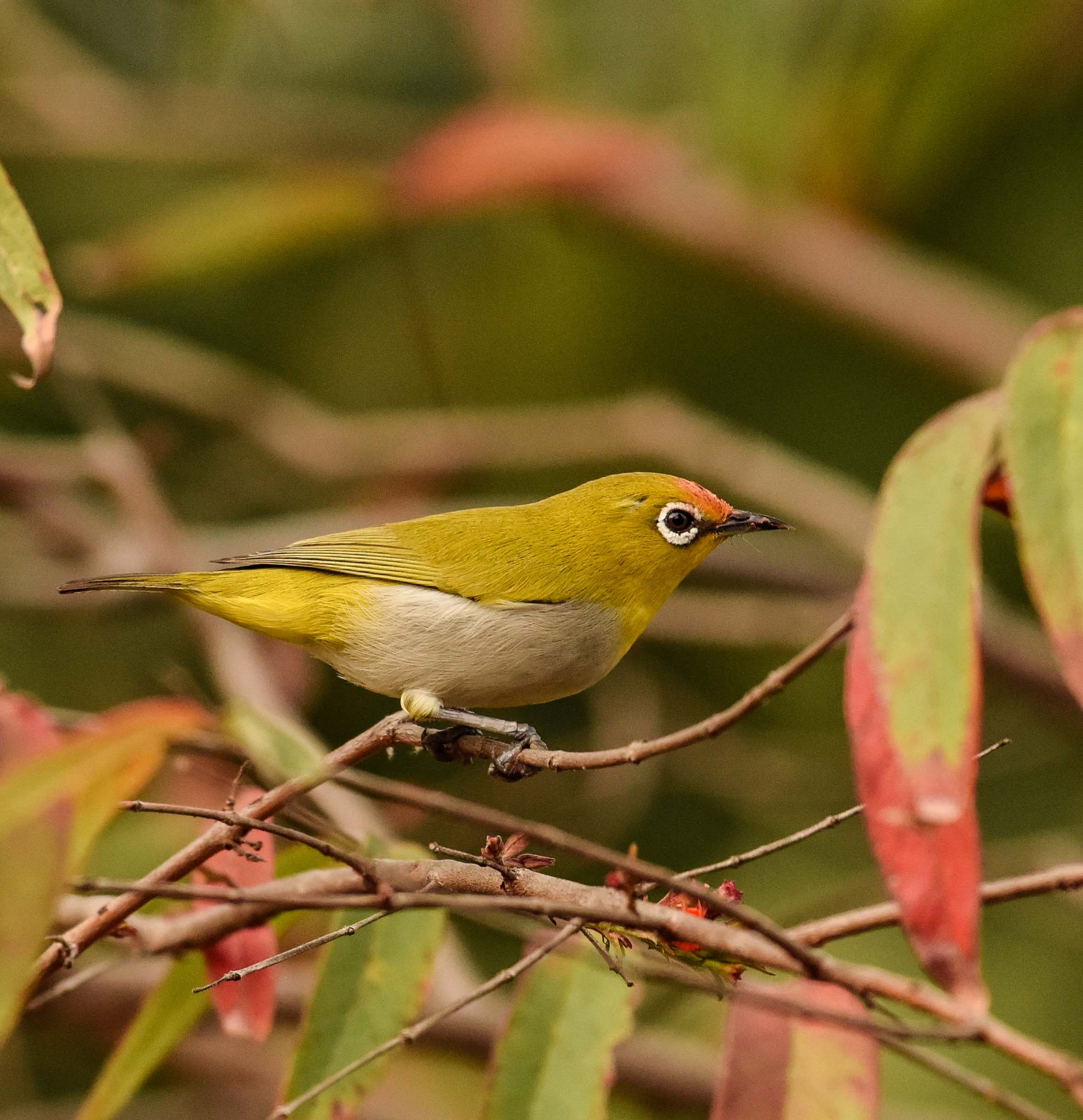 Oriental White eye with sindoor.jpg