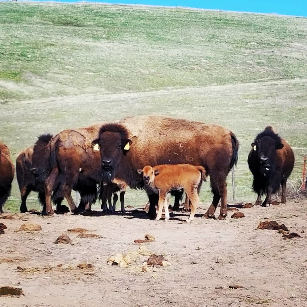 Calves — Stangel Bison Ranch Happenings — Stangel Bison Ranch