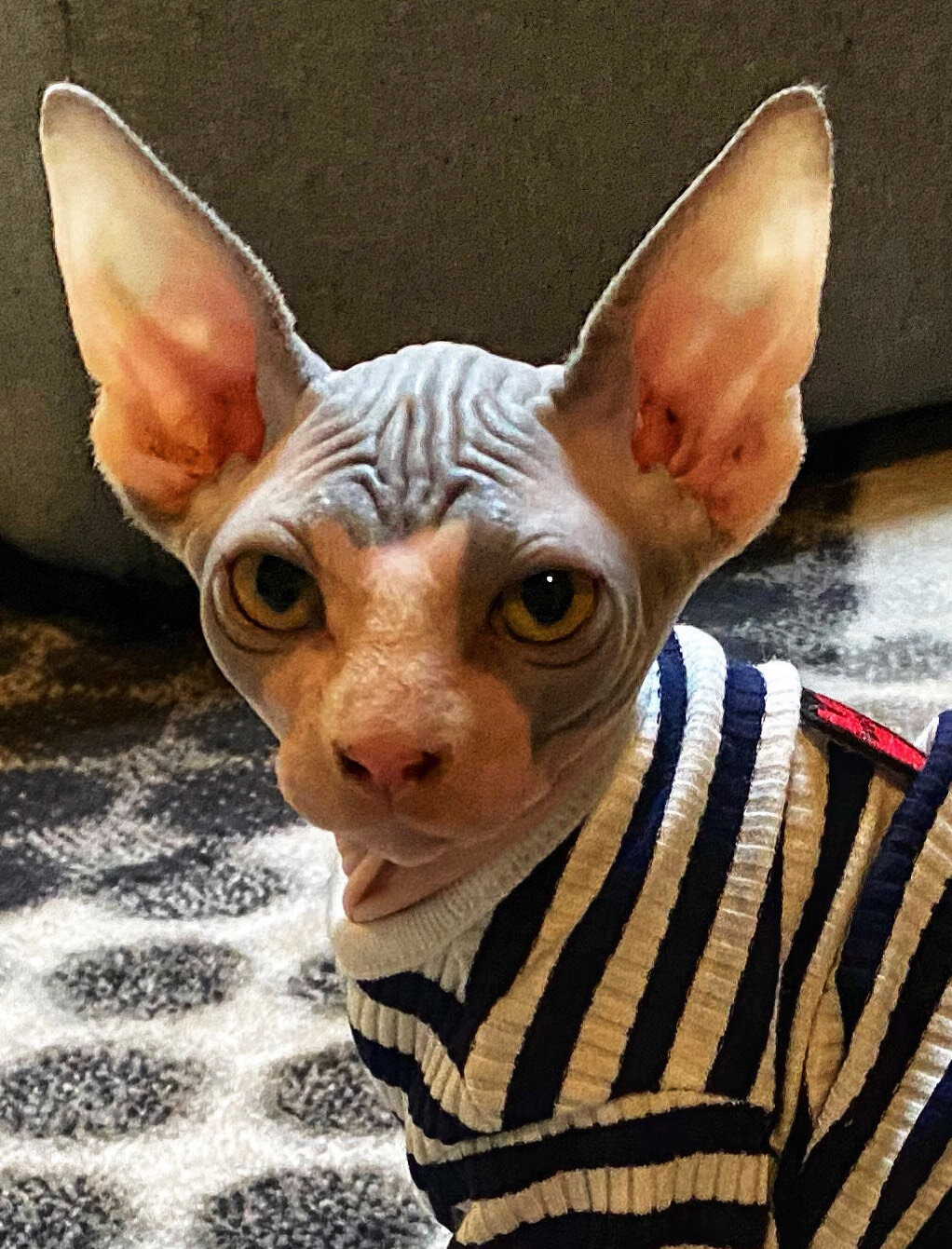  Photo of a hairless cat wearing a striped shirt 