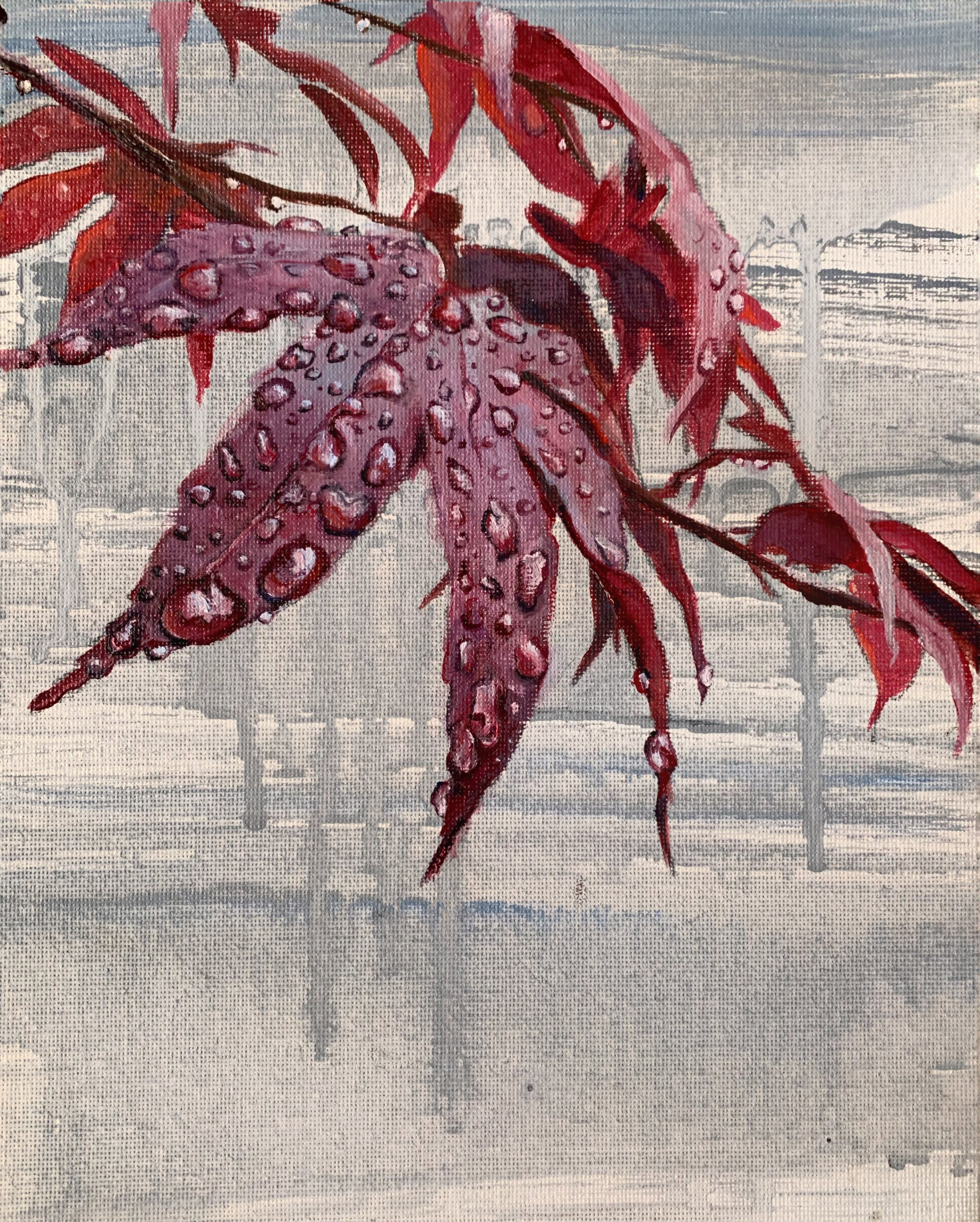Japanese Maple