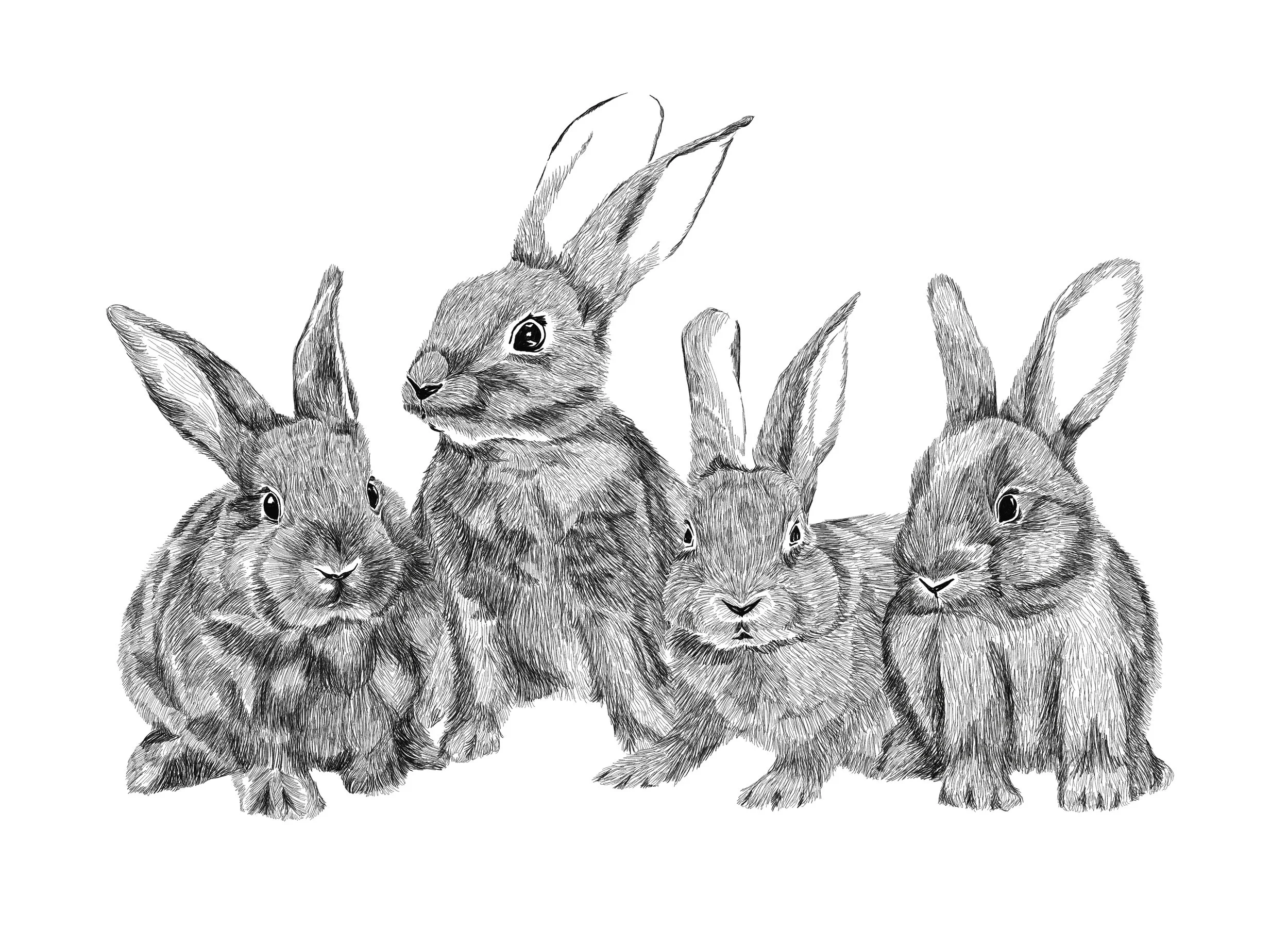 Rabbit Burrow