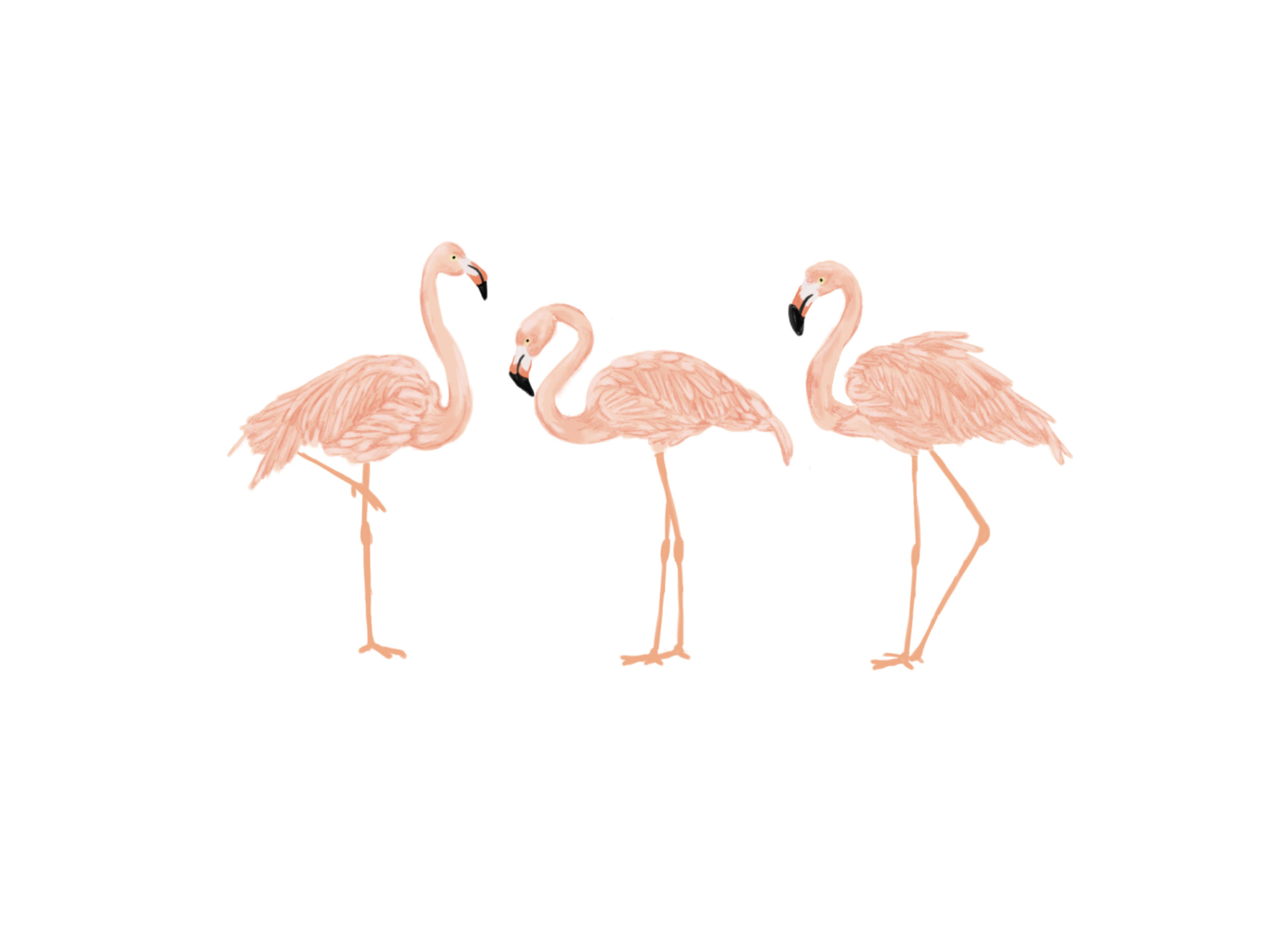 Flamingo Row