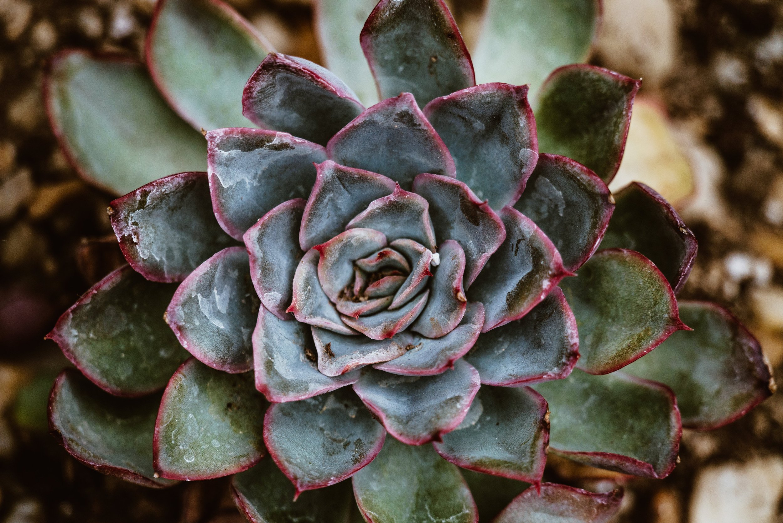 green-pink-succulent_4460x4460.jpg