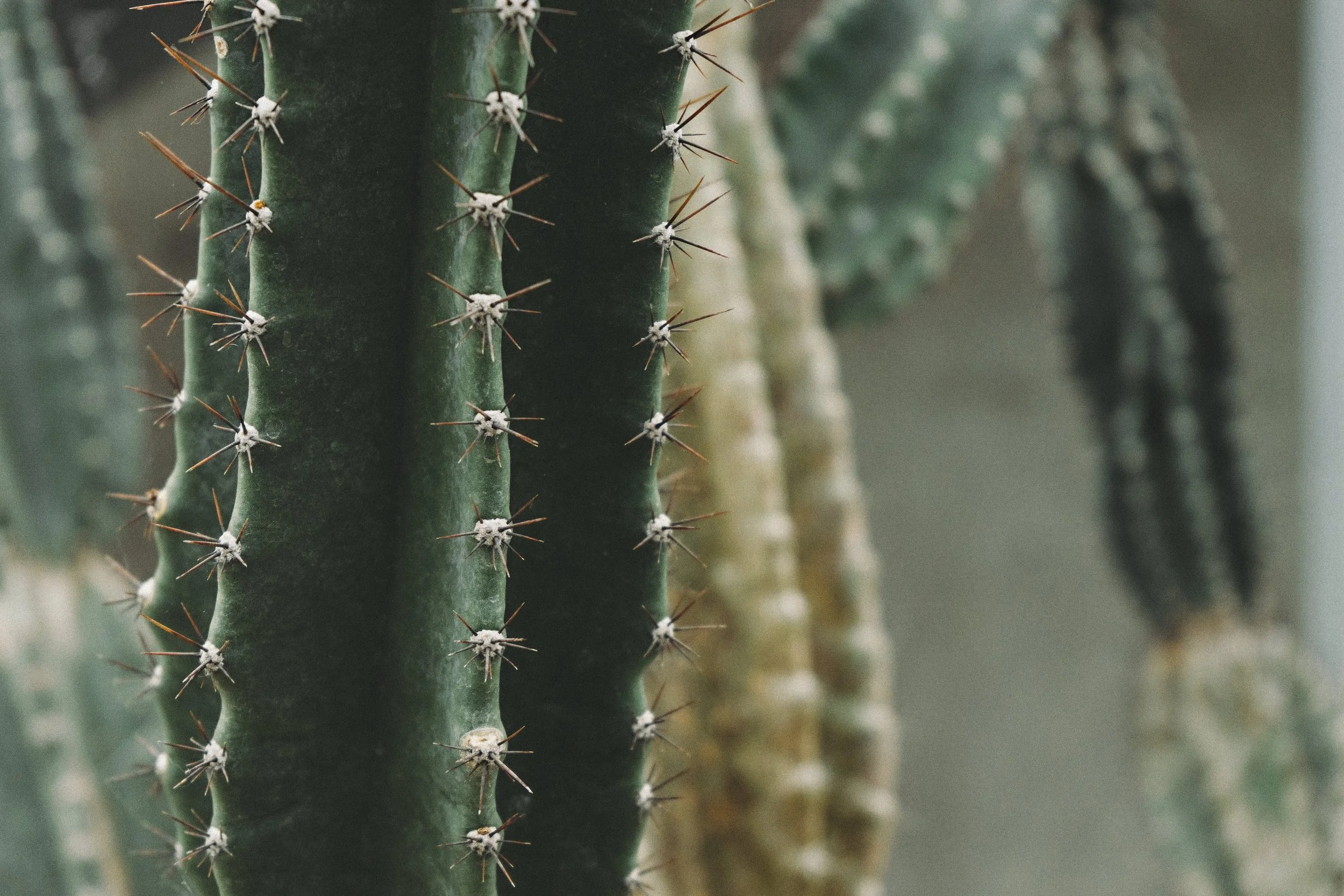 cacti-close-up-plant-212933.jpg