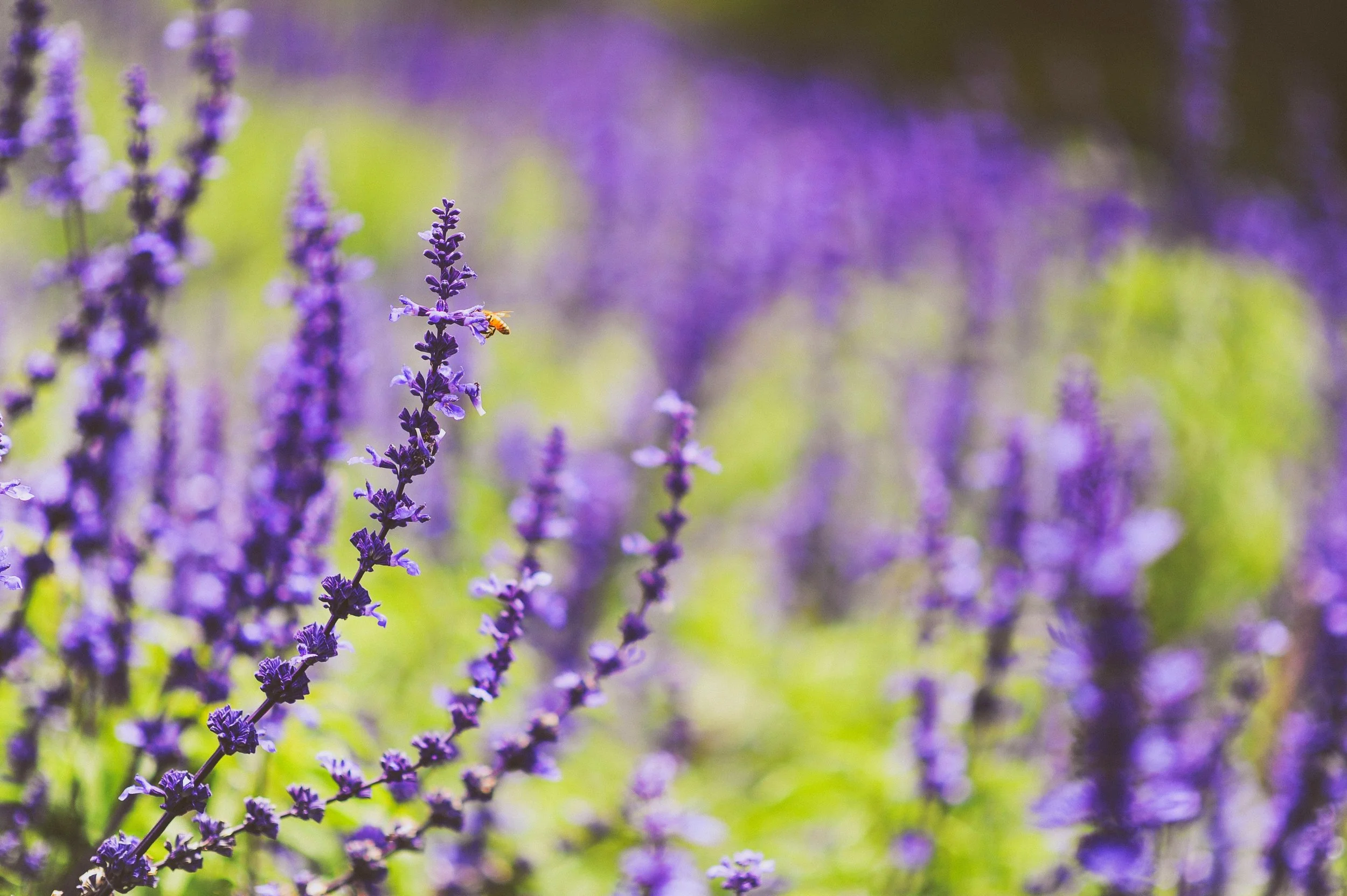 aromatherapy-aromatic-bloom-1006154.jpg