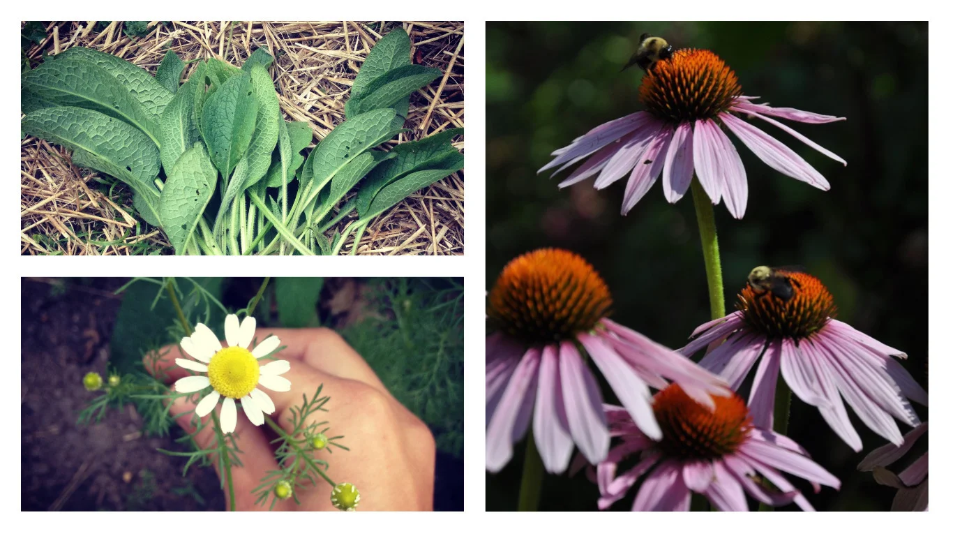 plant photo collage two.jpg