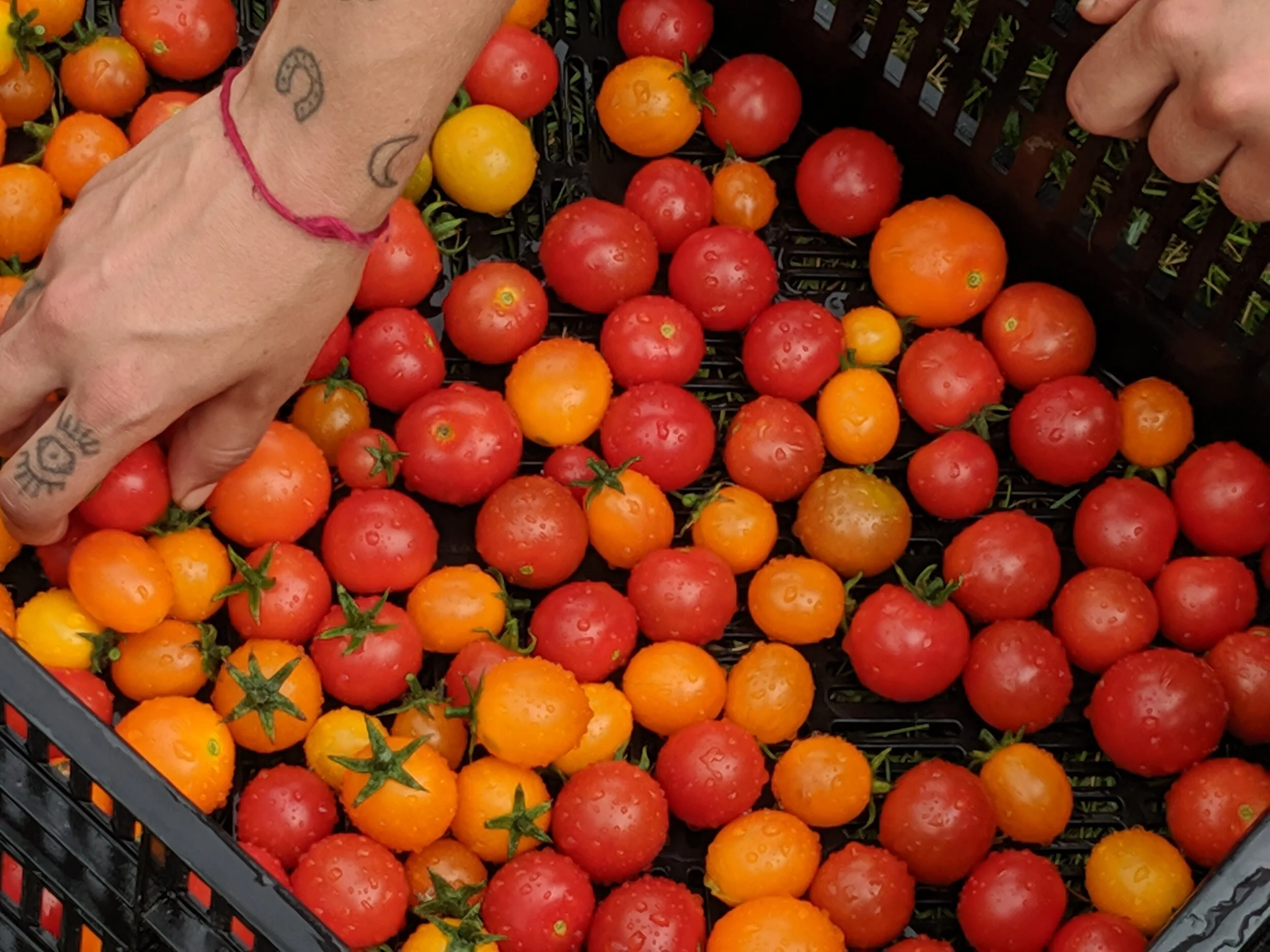 cherrytomatoes.JPG