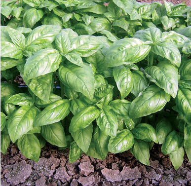 basil.png