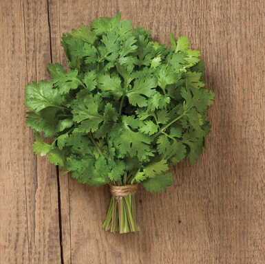 cilantro.png