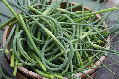 garlicscapes.png
