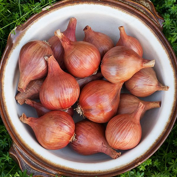 shallots.png