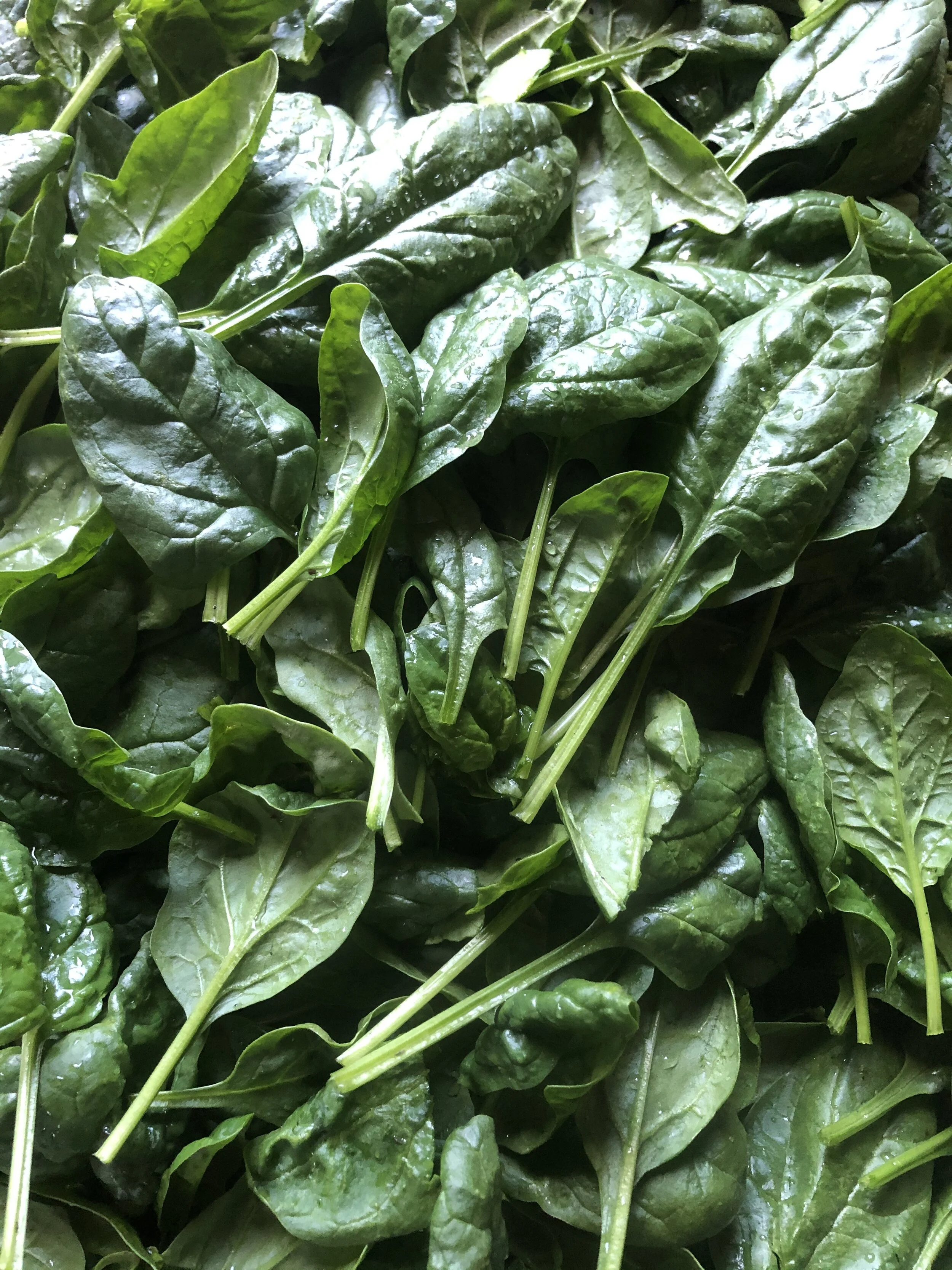 websitespinach.jpg