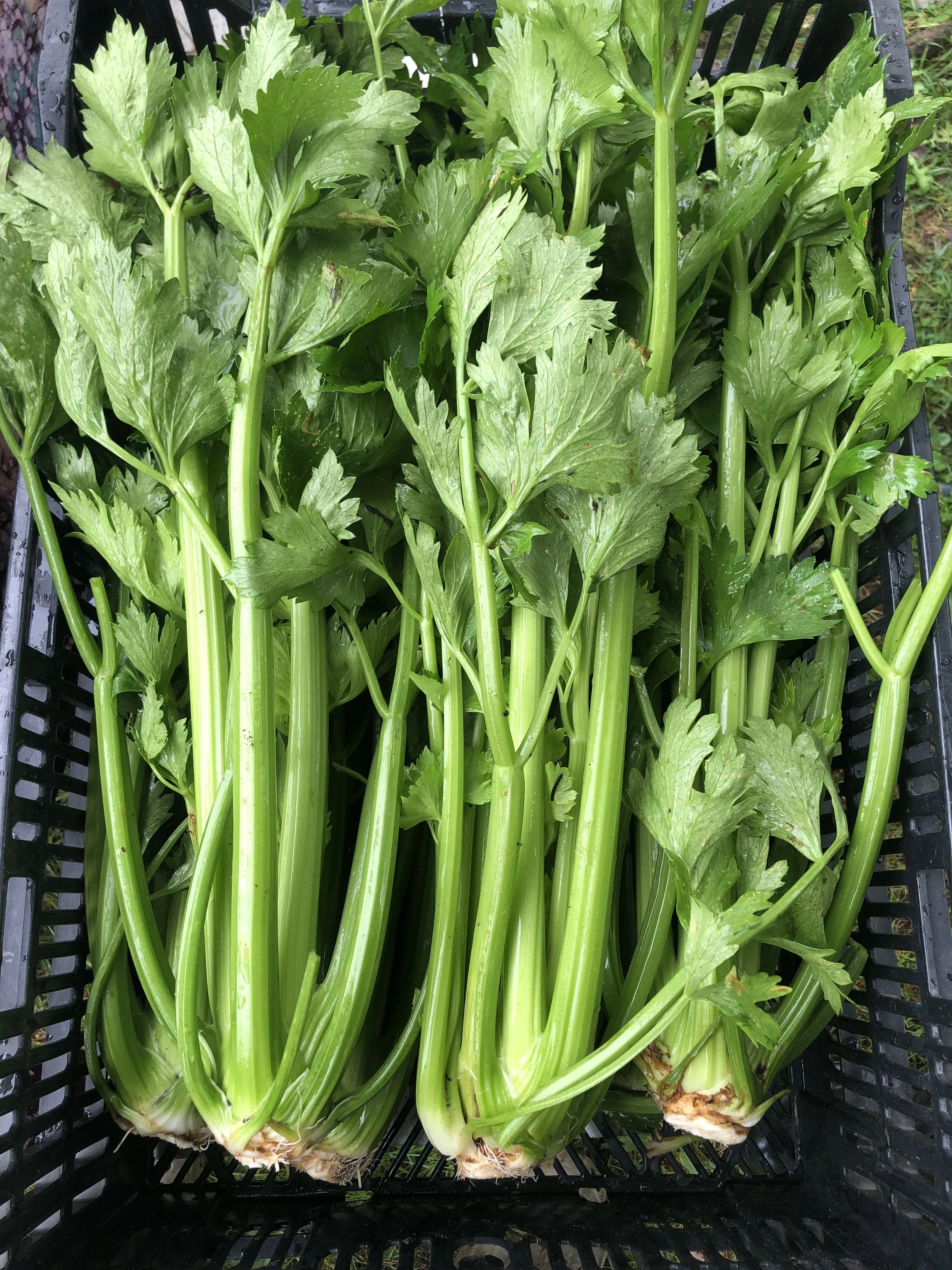 celery.jpeg