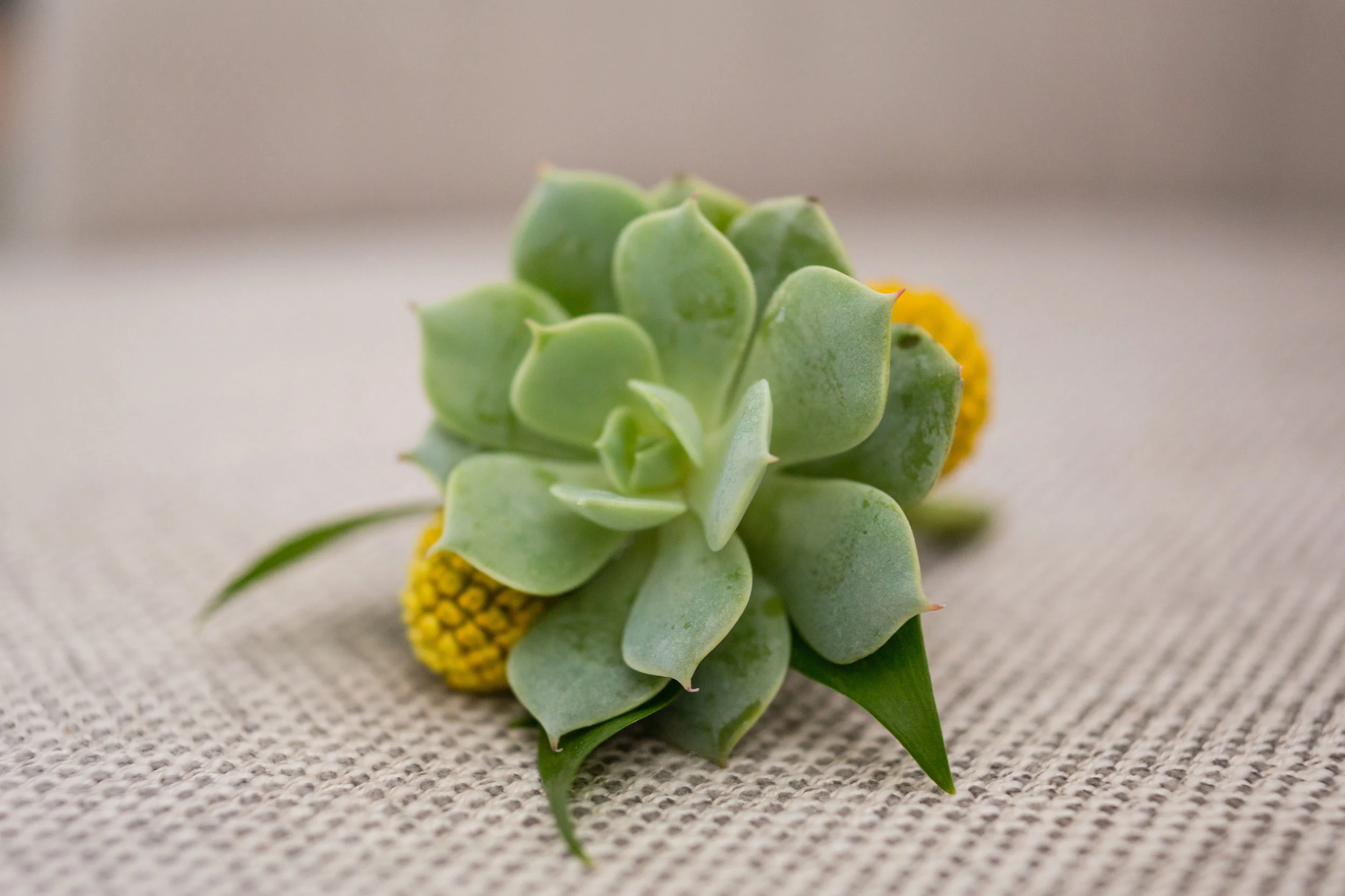 sparklephoto.com_palm-springs-1022.jpg
