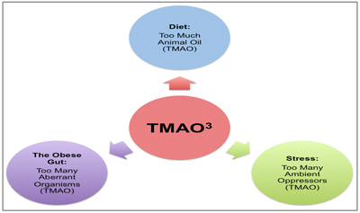Proposed Contributions to Blood TMAO Concentration by Diet, the Gut and Stress