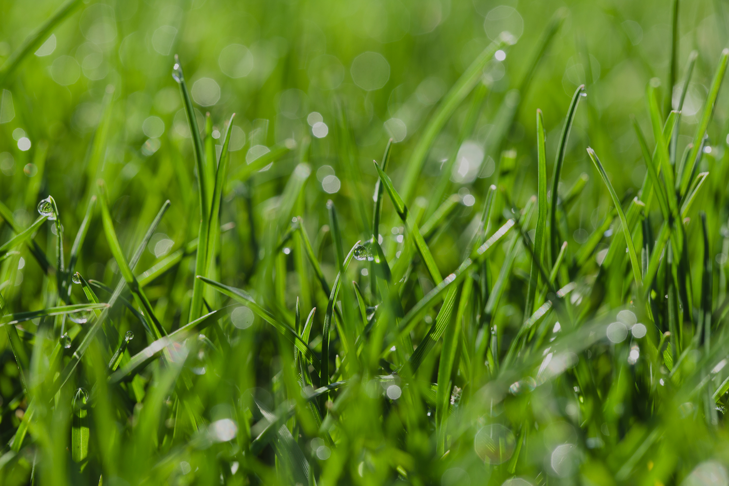 The-Farnsworth-Group-Lawn-Garden-Grass_overlay.jpg
