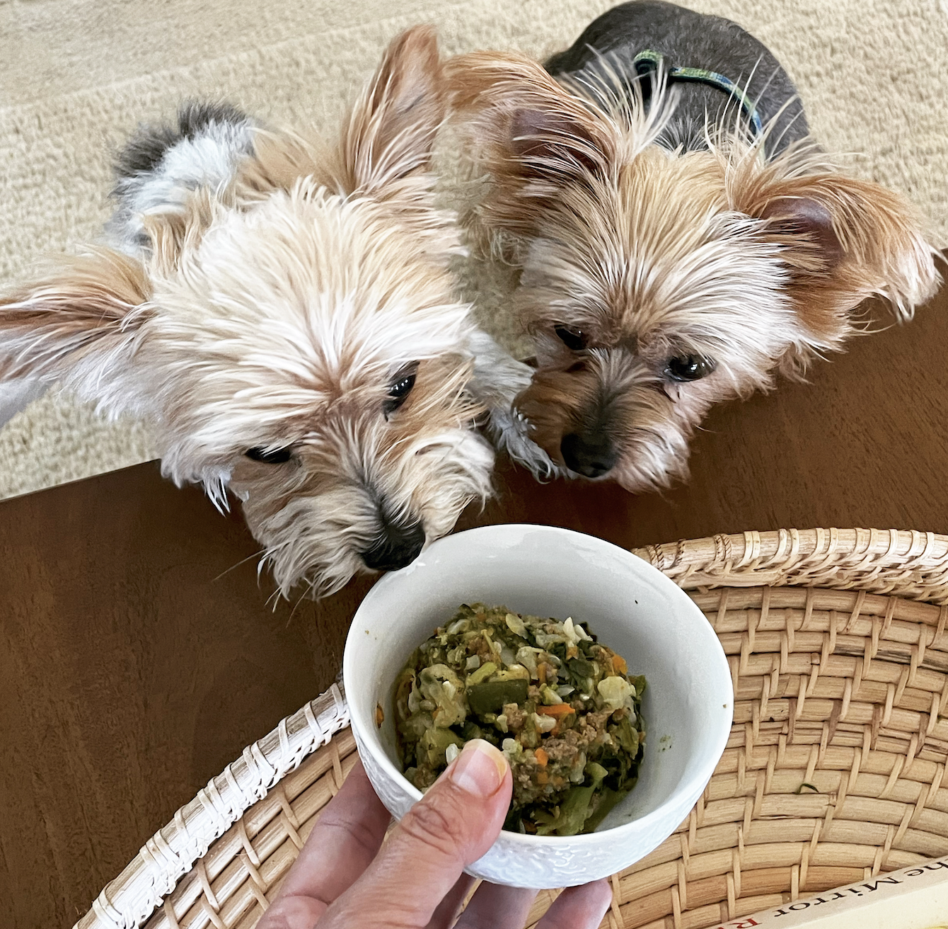 Why I make my dog's food... and how! 