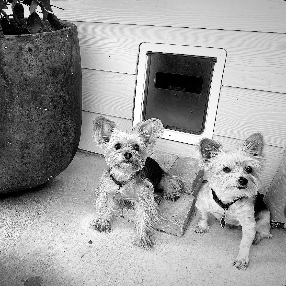 My (and my pups) Favorite Doggie Doors