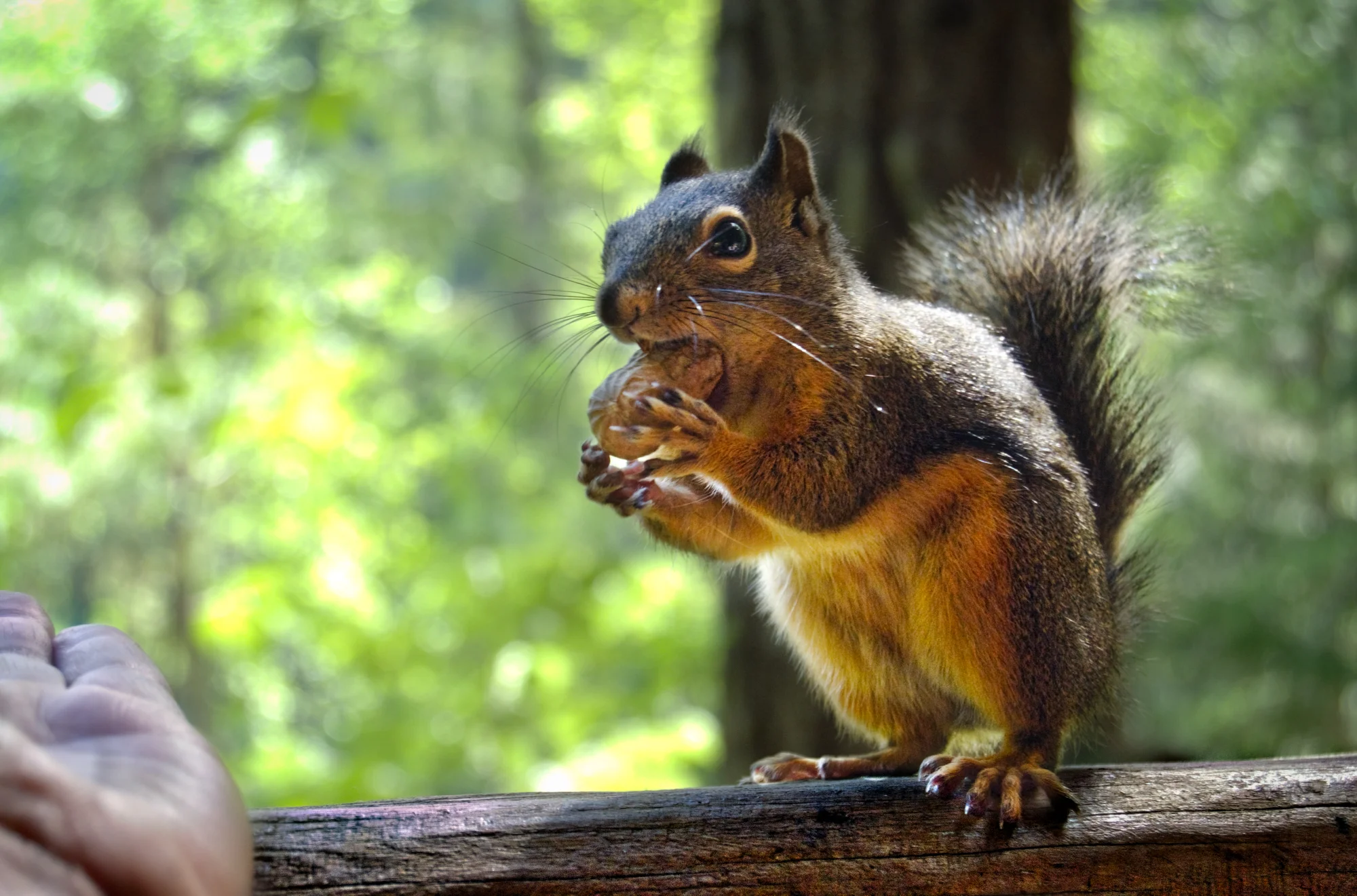 DSC_8841_HDR arranging the peanut.jpeg