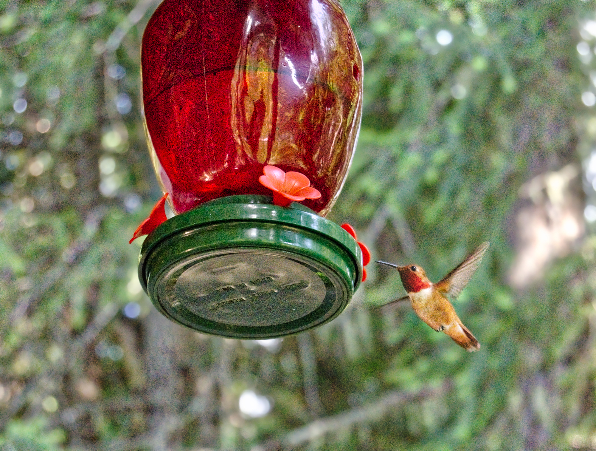 DSC_8794_HDR Hummer.jpeg