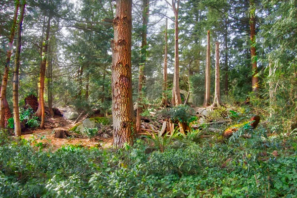 DSC_2904 forest to the north.jpeg