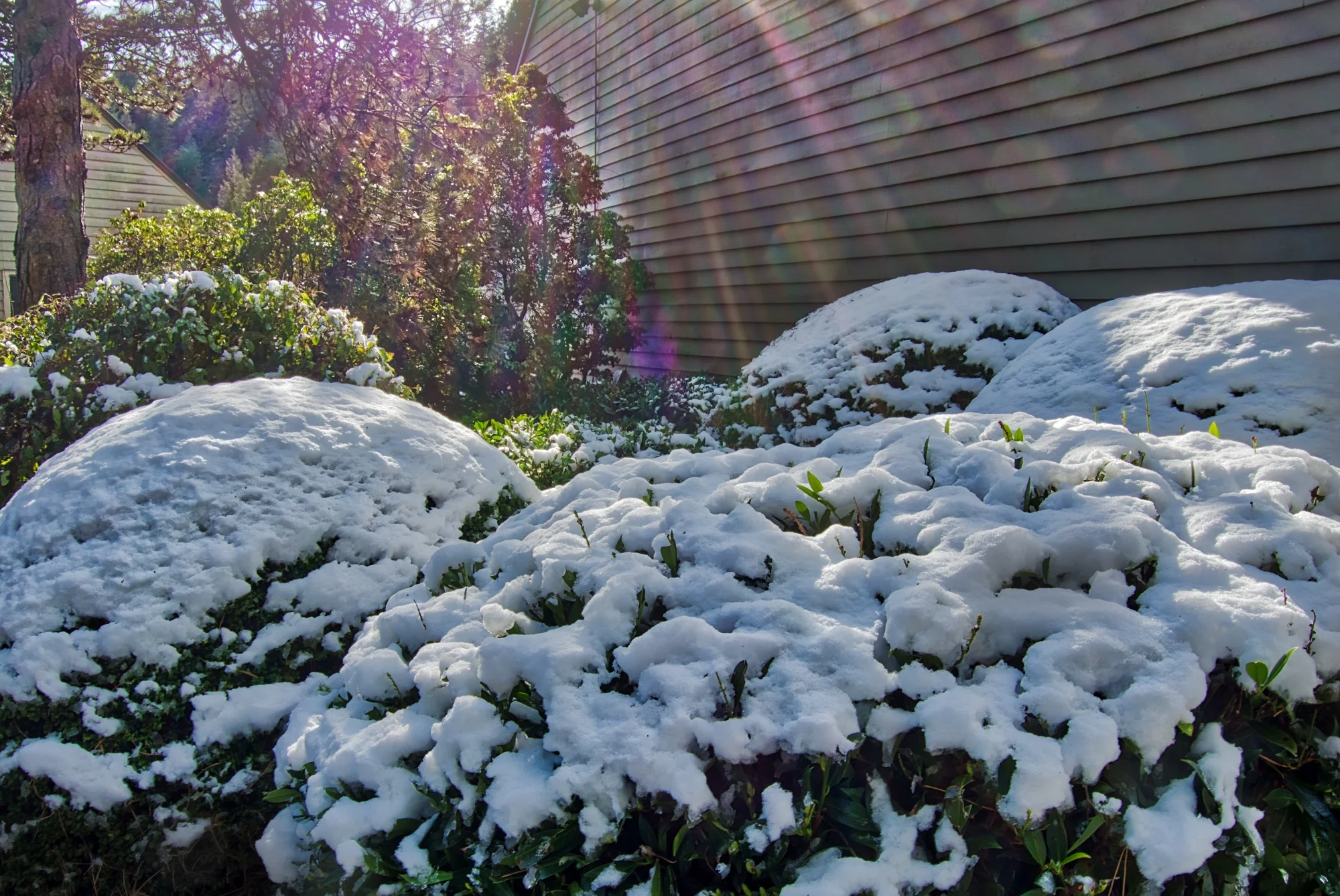 DSC_6048 bushes and sun flare.jpeg