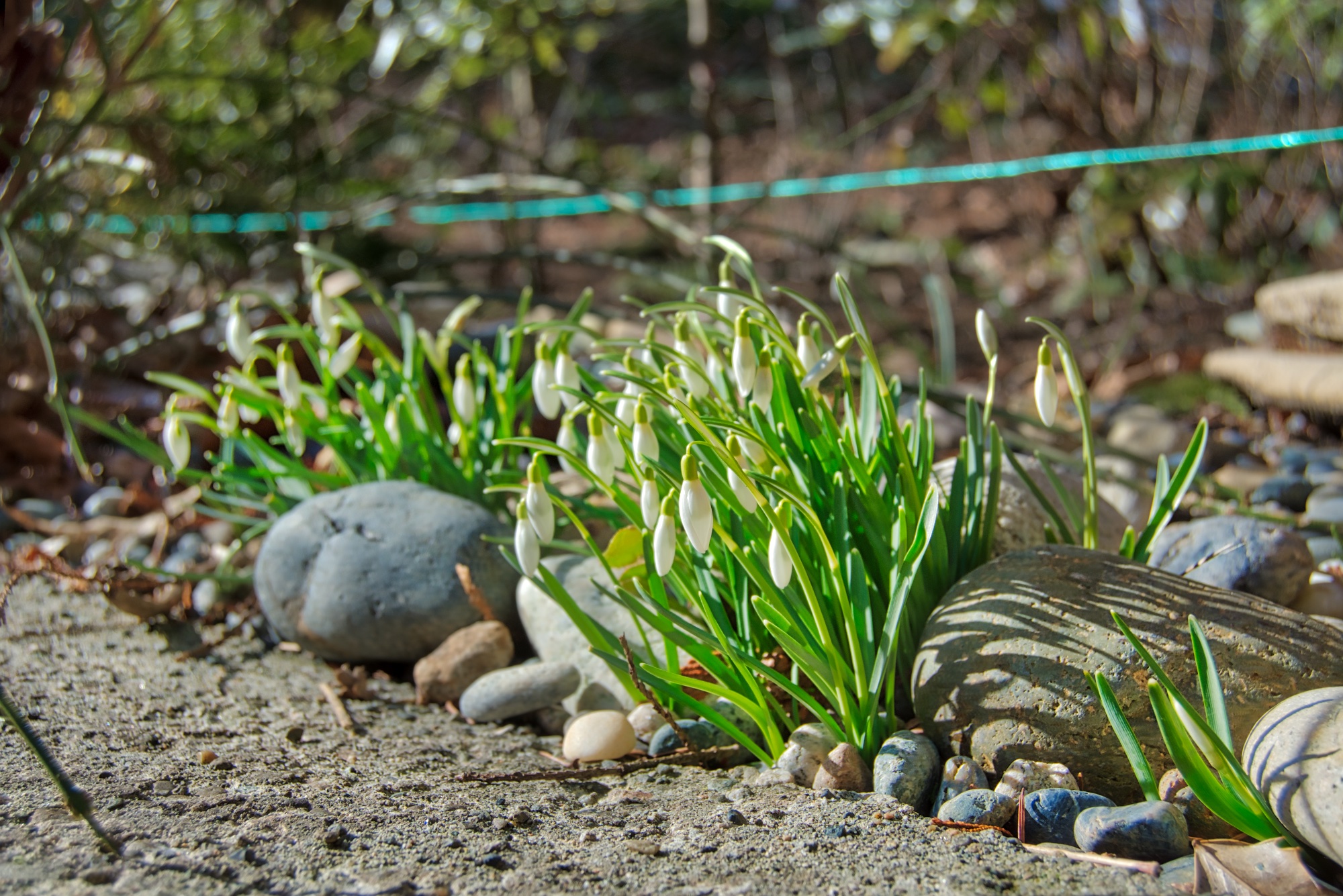 DSC_6081 flowers and rocks.jpeg