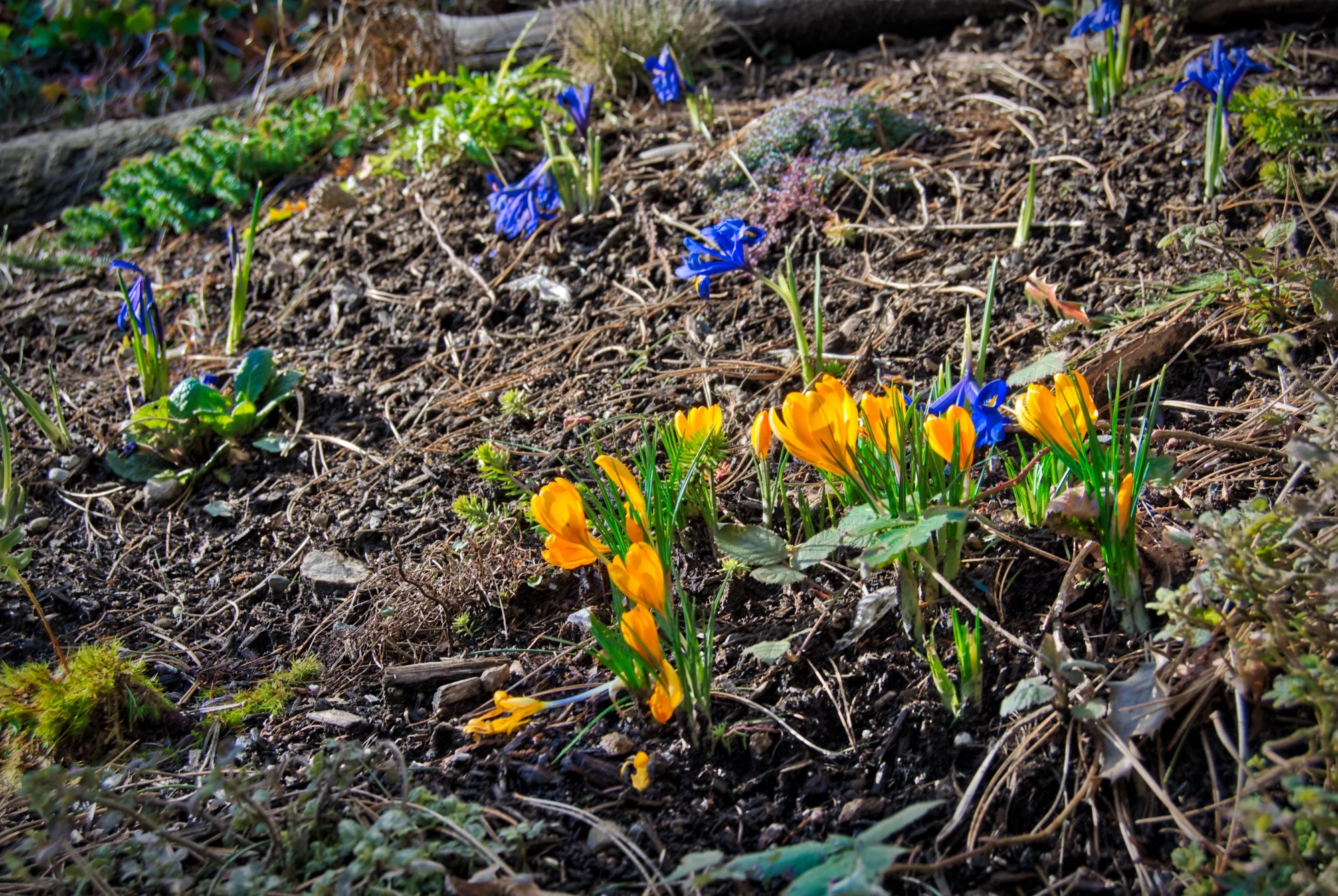 DSC_6087 spring flowers.jpeg